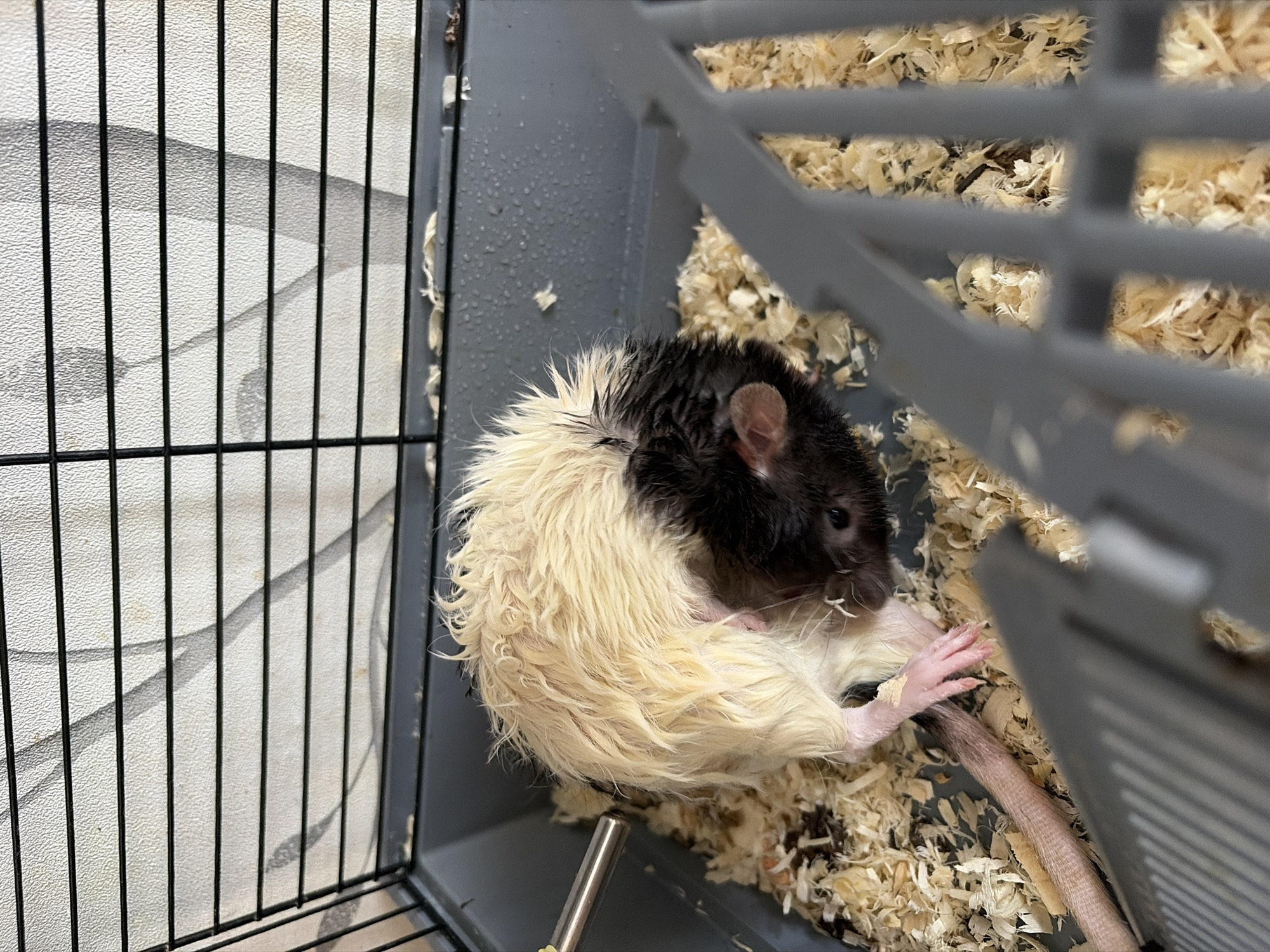 Inside a wire cage, a black and white rat curls inward on wood shaving bedding. The cage bars are black on the left and gray on the right. A metal tube is visible near the rat. The backdrop is a wall with a grid-like pattern. The location is Chaikovsky, Russia.