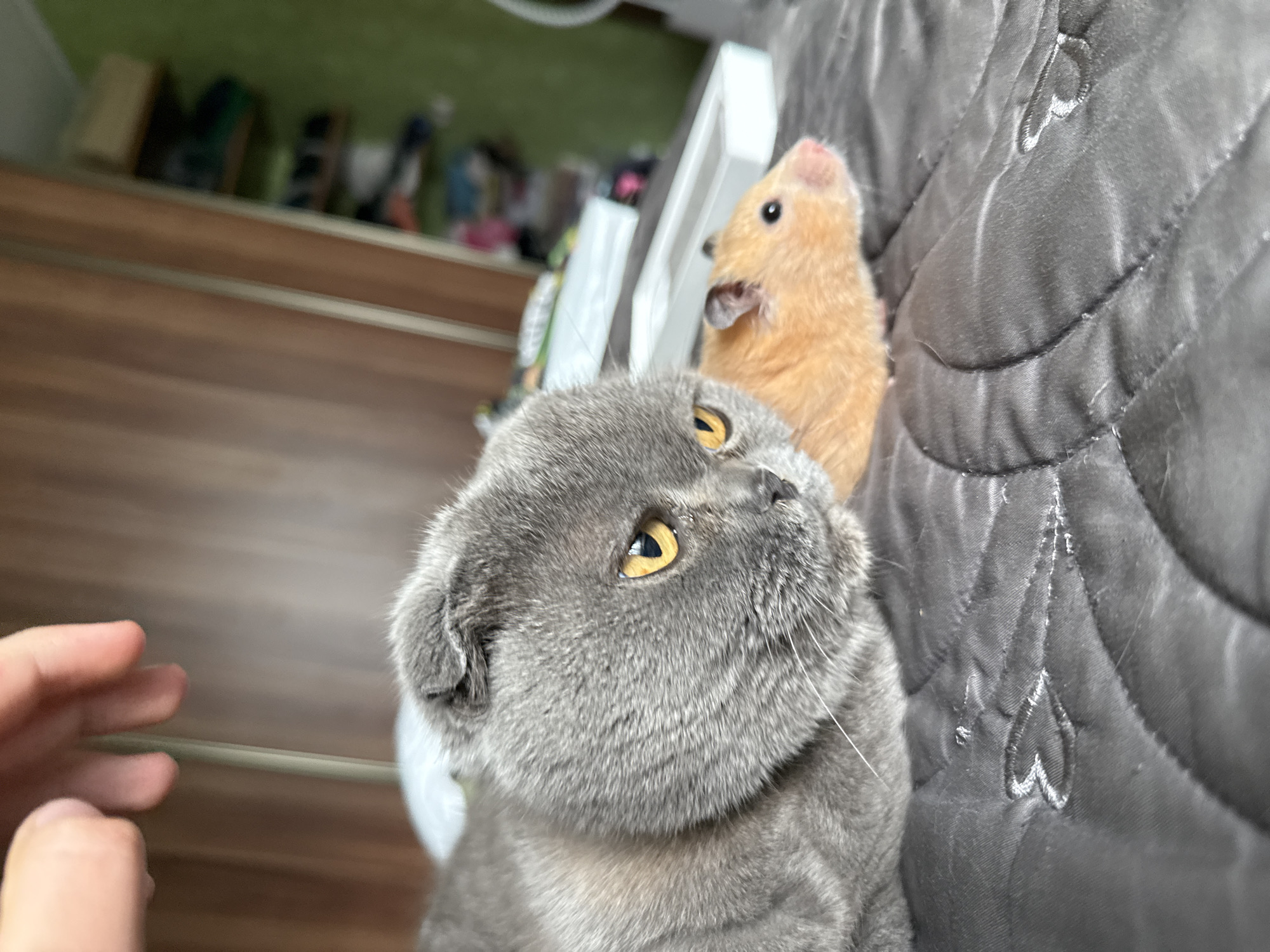 A close-up, eye-level shot shows a gray Scottish Fold cat with yellow eyes lying on a gray quilted surface. To the right of the cat, an orange hamster is also lying down. The cat's left ear is folded forward. The background is blurred, showing a wooden closet and a green wall. A human hand is visible at the top left of the frame, reaching down towards the cat. The scene is likely indoors, potentially in a residential setting within Pastavy, Belarus.