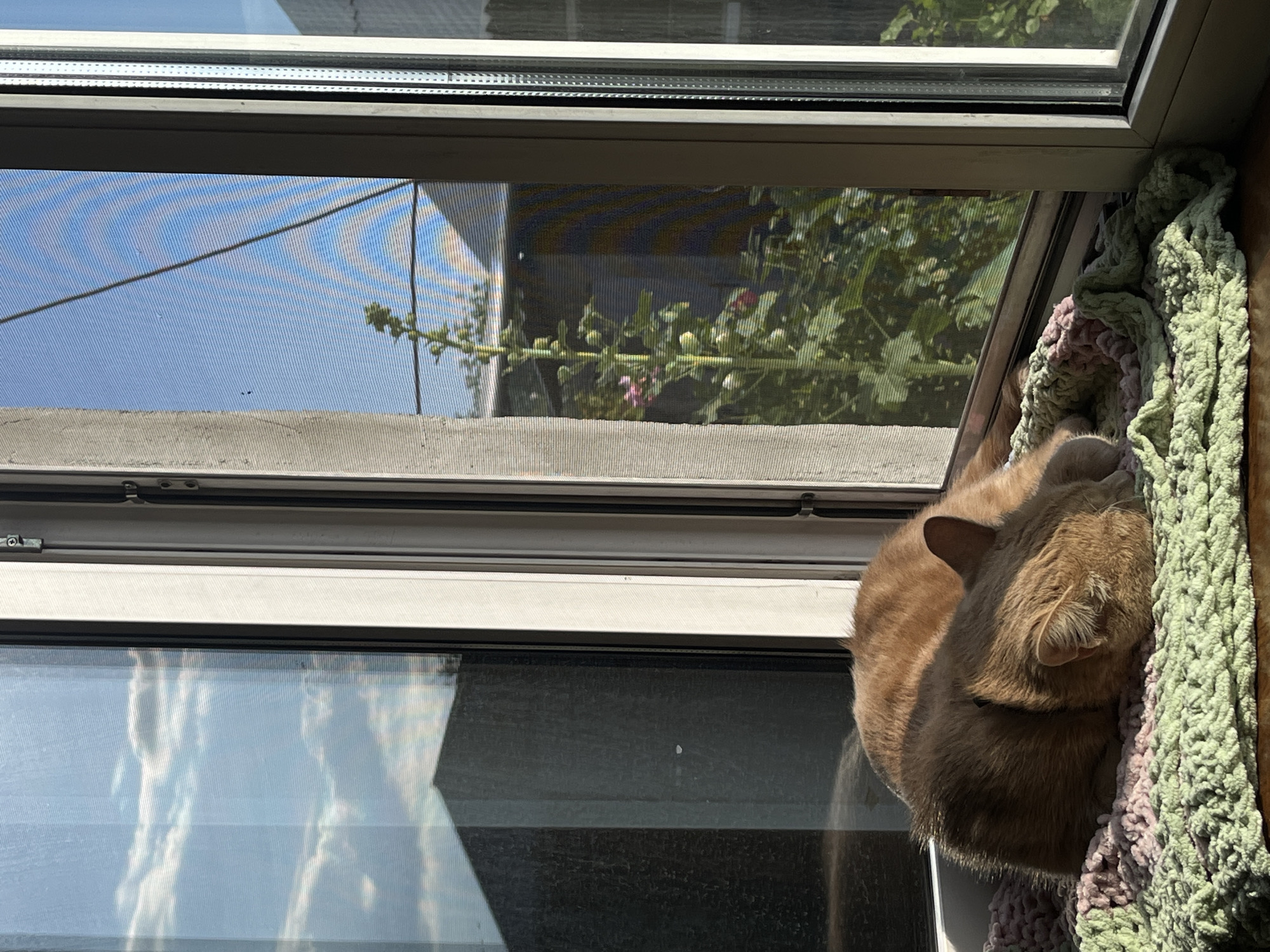 An orange cat is curled up asleep on a soft, chunky knit blanket of green and pink hues, positioned in a window frame. The cat is nestled in the corner, its face tucked into its body, with its ears perked slightly. Sunlight streams through the window, casting a warm glow on the cat and the blanket. Outside the window, a blue sky with faint clouds is visible through a mesh screen, and green foliage with hints of pink flowers can be seen. The window frame appears to be made of white-painted metal. The reflection of white clouds and a blue sky is visible on the lower pane of the window. The image appears to be taken on a bright, sunny day.