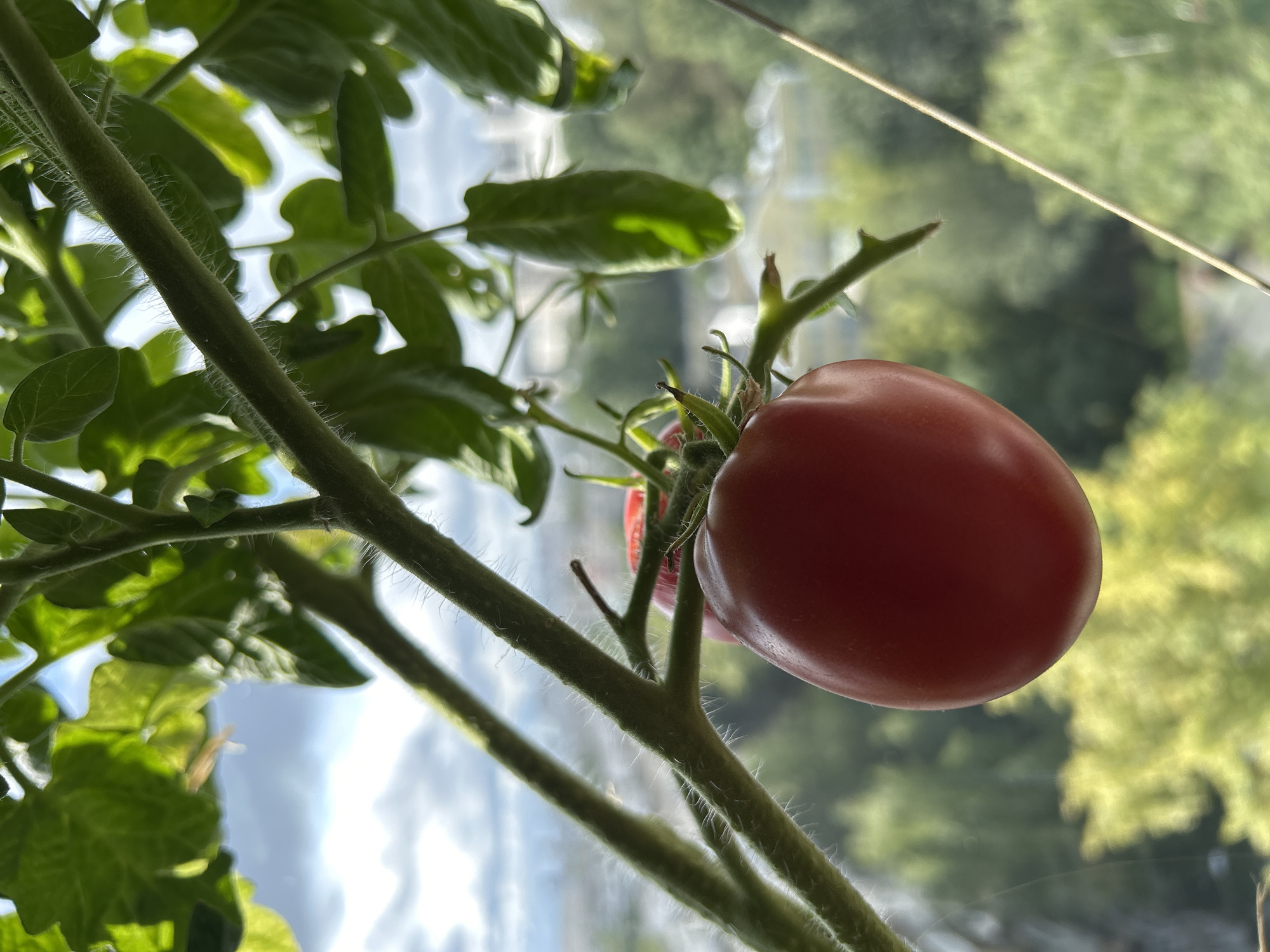 A single ripe red tomato hangs from a vine indoors, positioned in the foreground. The tomato is round and smooth, with a slight sheen. It is attached to a green stem covered in fine white hairs, which is part of a larger plant with several green leaves visible. The background is blurred, showing a cityscape with buildings and trees under a cloudy sky. The setting appears to be a residential area in Moscow, Russia, possibly an apartment balcony or windowsill. The lighting suggests it is daytime, with natural light filtering through. No people are present in the image.