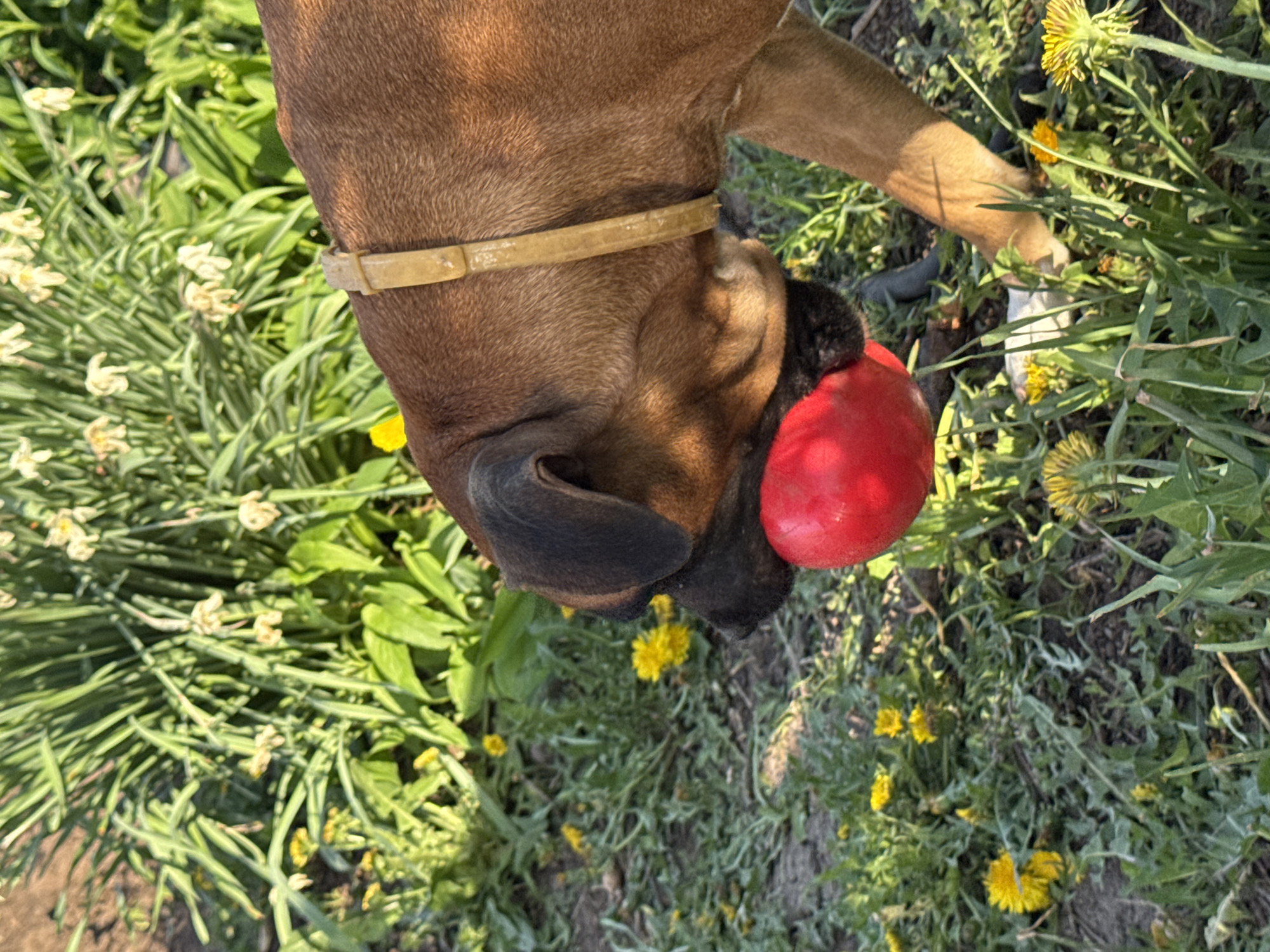 A medium-sized, tan dog with a dark muzzle is holding a red ball in its mouth. The dog has a tan collar. The dog is standing in a grassy area with dandelions and other vegetation. The location is likely outdoors, but the specific location and city (Chaikovsky, Russia) cannot be determined from the image.