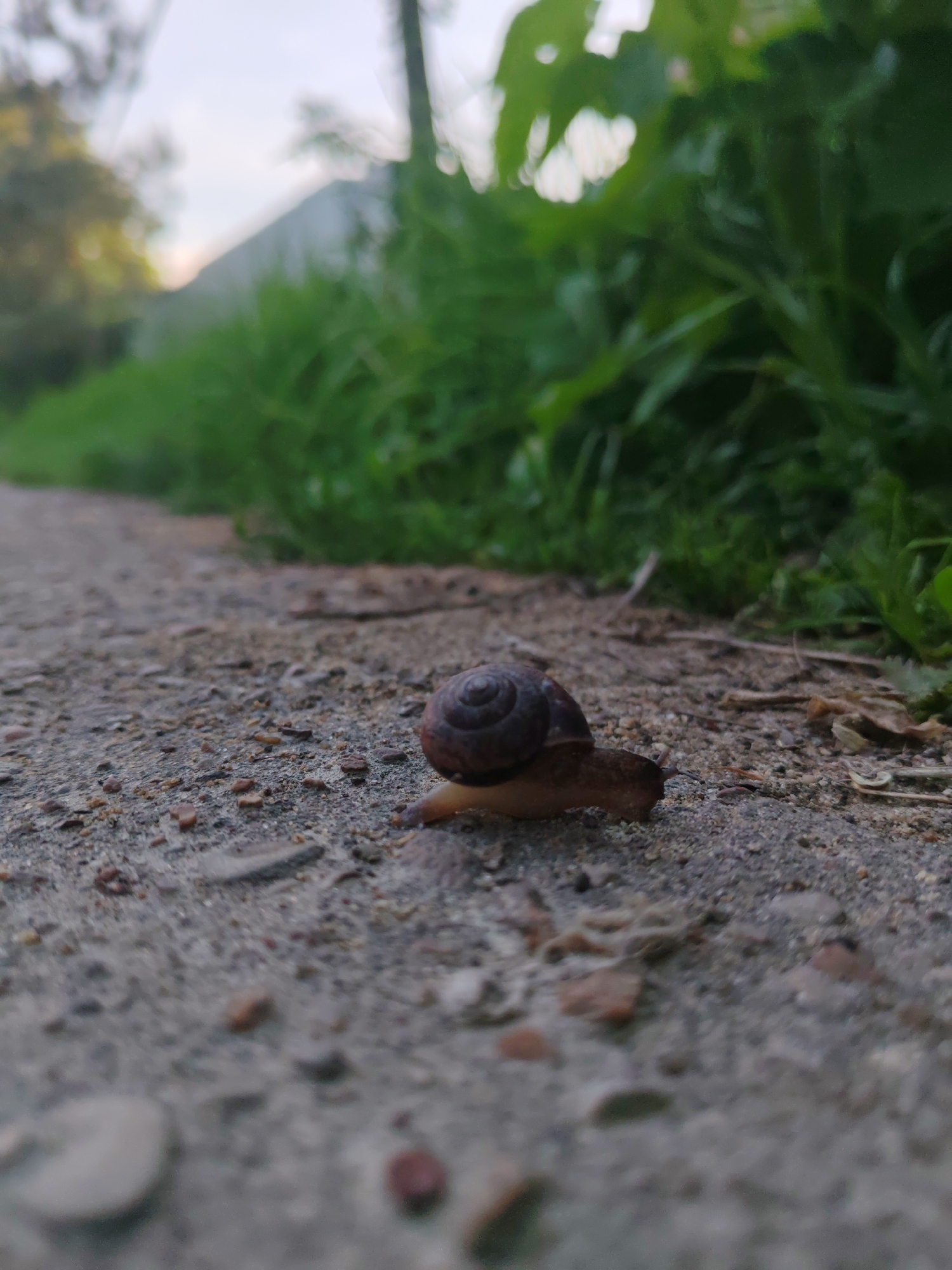 The image depicts a snail on a dirt and gravel path. The path is bordered by green grass and foliage. In the background, a building is visible. The location is likely Podolsk, Russia. There are no people in the image. The snail is the primary subject. The action is the snail moving along the path.