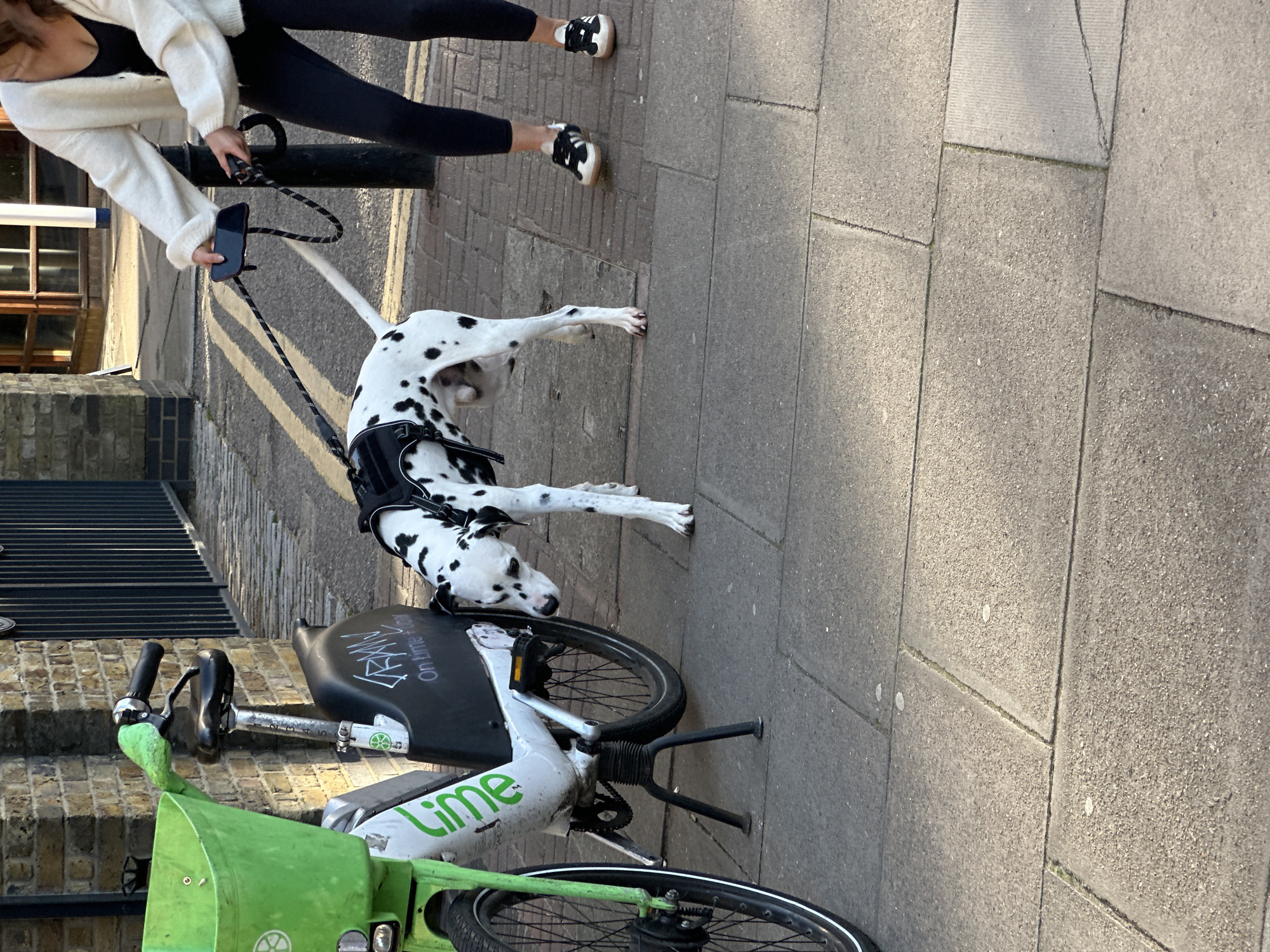 A sunny day in London, United Kingdom, shows a Dalmation dog on the ground, tethered by a black leash to a woman holding a cell phone in her left hand. The woman is wearing a white sweater, black top, and black leggings, with black and white Adidas sneakers on her feet. The Dalmation, wearing a black harness, lays on its side near a Lime brand electric scooter parked on a brick sidewalk. The sidewalk is on a small incline next to a brick building with window panes on the left side of the image.