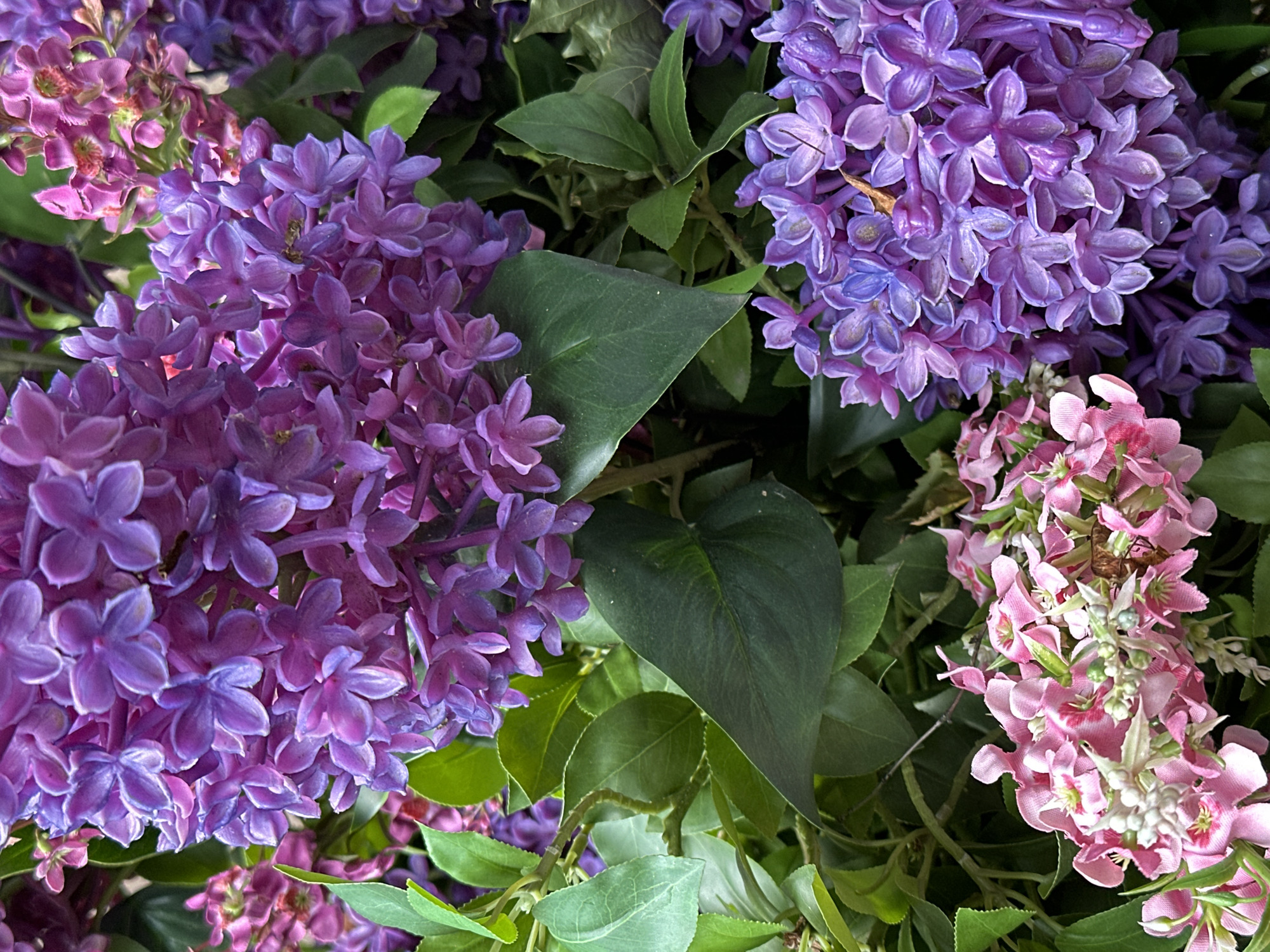 This media file is a close-up, overhead shot of a dense arrangement of artificial flowers. The subjects are primarily the flowers themselves, which are predominantly shades of purple and pink, with abundant green foliage interspersed. The flowers are clustered in numerous small, petal-shaped florets, creating a textured and layered visual effect. There are two main color groups of flowers: vibrant purples and softer pinks. The green leaves are varied in shape and size, some broad and heart-shaped, others smaller and more ovate. The lighting appears to be natural, but without strong directional shadows, suggesting an overcast day or indoor lighting. There are no people or animals visible, nor any specific setting cues that would indicate a precise location beyond a floral arrangement. The overall impression is one of abundant, artificial floral decoration. There is no visible text in the image.