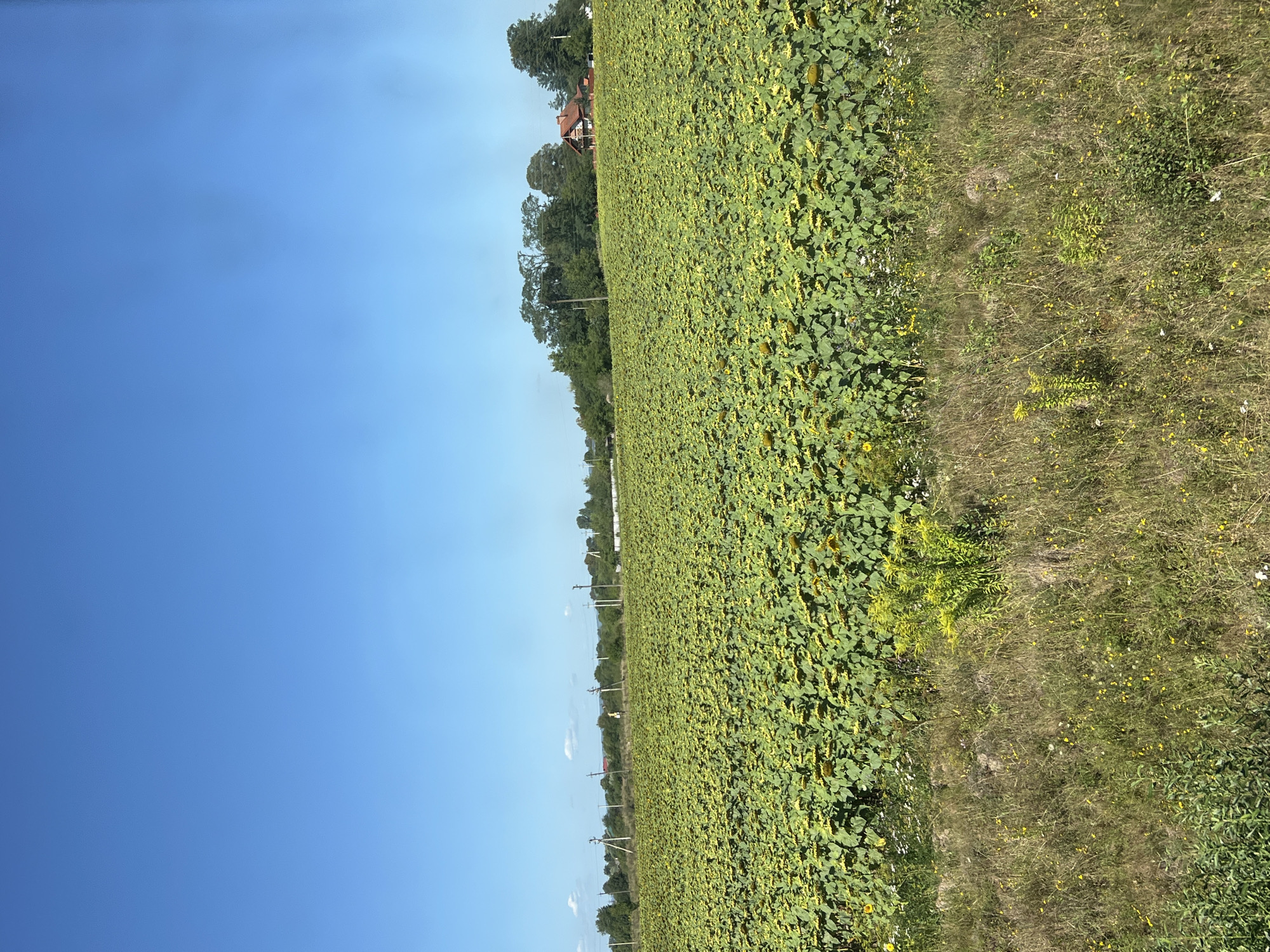 In Khryplyn, Ukraine, a vast field of sunflowers stretches towards a treeline under a clear blue sky. The sunflowers are predominantly green with some yellowing heads, indicating they are nearing maturity. A few small wildflowers and green foliage are visible in the foreground. In the distance, a cluster of trees forms a backdrop, partially obscuring a red-roofed building with white accents. Power lines and utility poles are also present along the horizon, suggesting the proximity of infrastructure. The scene is bathed in bright sunlight, characteristic of a summer day. There are no people or animals visible in the image.