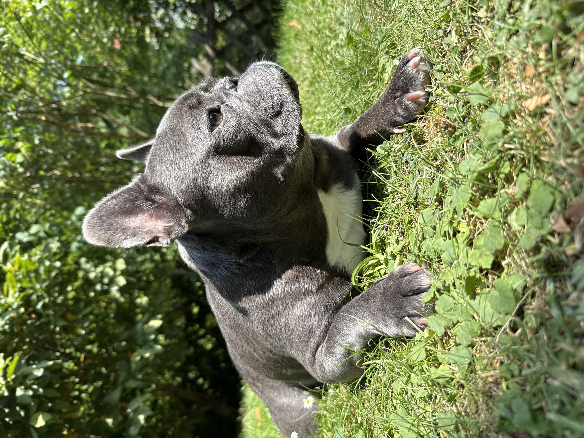 A gray French bulldog lies on a grassy lawn in the sunlight, with its body angled to the right. The dog's head is turned to the right, looking off into the distance. Its ears are pointed and alert, and its eyes are a light brown. The dog's fur is short and sleek, with a white patch on its chest.
The lawn is covered in green grass and clover, with a few small white flowers scattered throughout. In the background, there is a dense green foliage of trees and bushes, with sunlight filtering through the leaves. A portion of a wooden fence is visible on the right side of the image.
The overall impression is one of a peaceful, natural setting, with the dog enjoying the warm weather. The image was taken in Bad Sachsa, Germany.