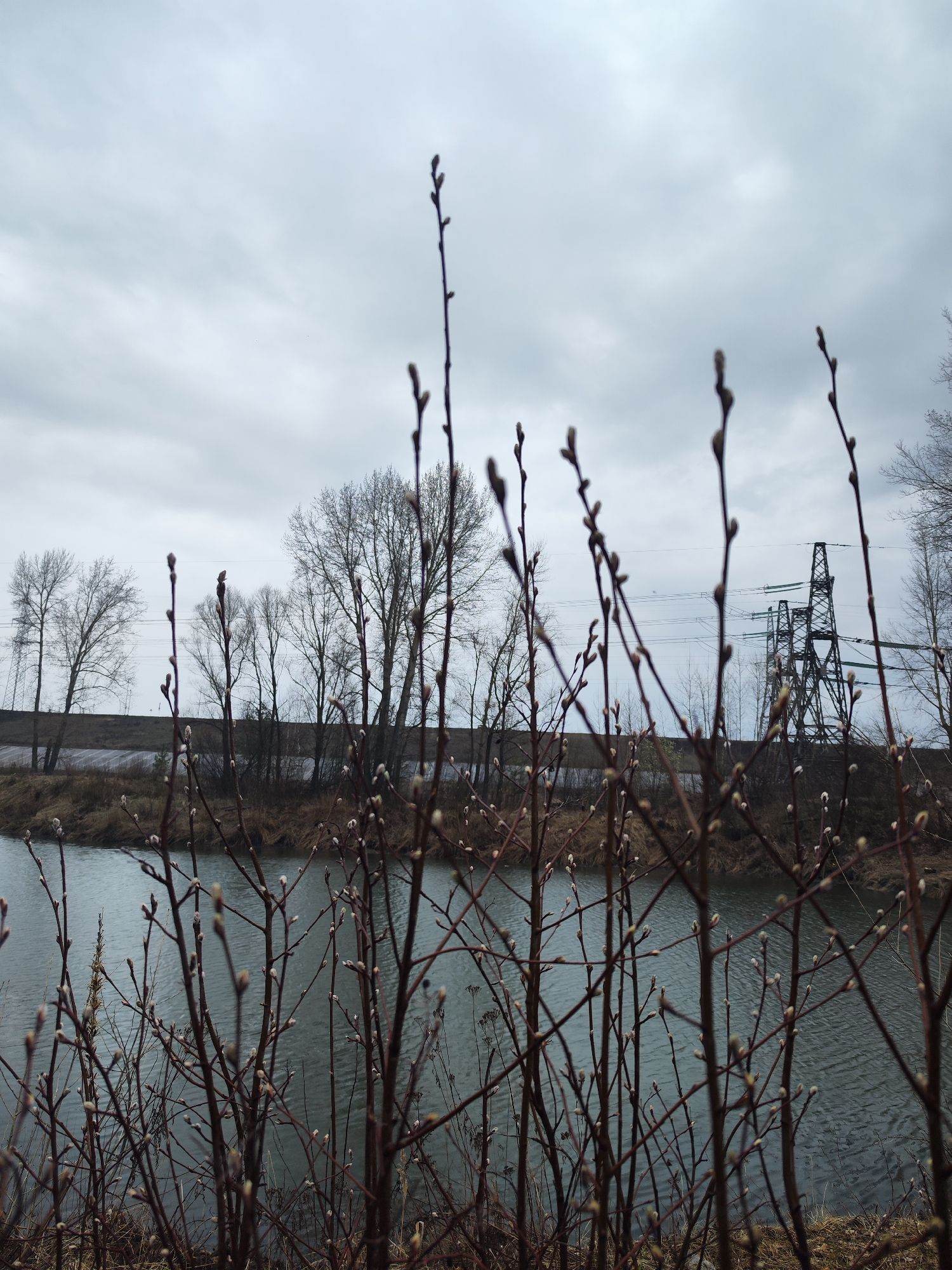 The image shows a view of a body of water, possibly a river or lake, with budding branches in the foreground. Bare trees are visible along the bank in the midground, with power lines and a utility tower in the background. The sky is overcast. The location is speculated to be in the city of Chaikovsky, Russia.