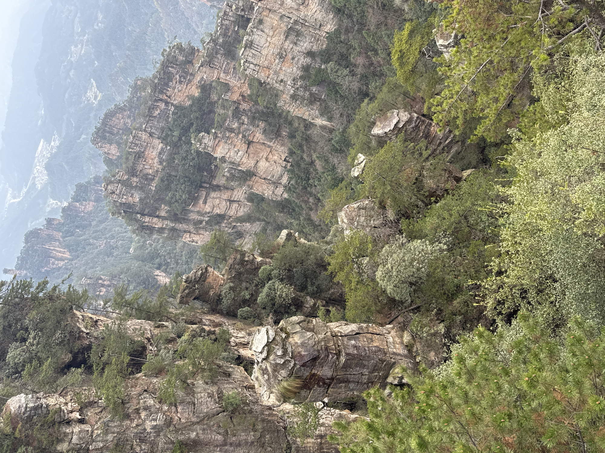 The image displays a panoramic view of a mountainous landscape in Zhonghu, China, under an overcast sky. The foreground is dominated by a dense array of green foliage, including pine trees with emergent growth and other broadleaf vegetation. A distinct, weathered rock pillar stands vertically on the left, exhibiting layered stratification and topped with sparse plant growth. The midground features numerous towering sandstone rock formations, characterized by steep, stratified cliffs and vertical faces. These pillars are heavily vegetated with various trees and shrubs, showing both evergreen and deciduous species, and are separated by deep, forested valleys. In the distant background, more rock formations fade into a hazy atmosphere, with a discernible small settlement or town visible, consisting of multiple structures and connecting roads nestled amongst the distant peaks. No people, specific actions, or direct interactions are visible within the scene. The environment is natural, rugged, and densely vegetated.
