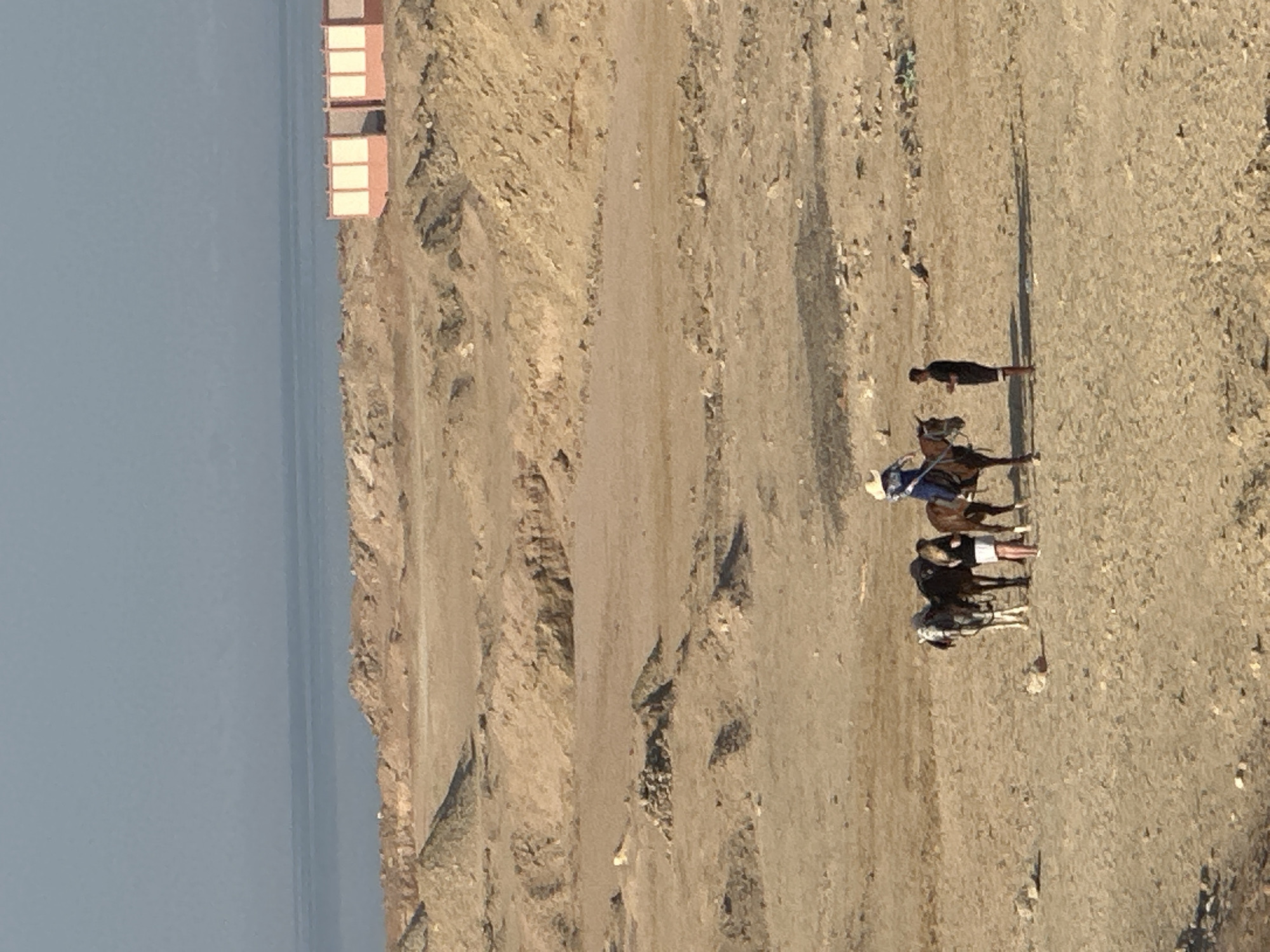 In Al Ahia', Egypt, a group of people and horses are positioned in a barren, sandy landscape. In the foreground, three horses stand together. One horse, a dark color, is being led by a person in a white shirt and a black skirt. Another horse, lighter in color, stands beside it. A third horse, brown, is ridden by a person wearing a light-colored cowboy hat and a blue shirt. The rider appears to be interacting with another person standing nearby, who is wearing dark clothing. In the background, a calm body of water stretches towards the horizon, with a hazy sky above. Further in the distance, a rectangular structure with white panels and pink trim is visible against the arid terrain. The ground is uneven, with scattered rocks and dirt mounds, suggesting a remote or undeveloped area. The overall scene depicts a moment of rest or preparation for an activity in a desert environment near the coast.