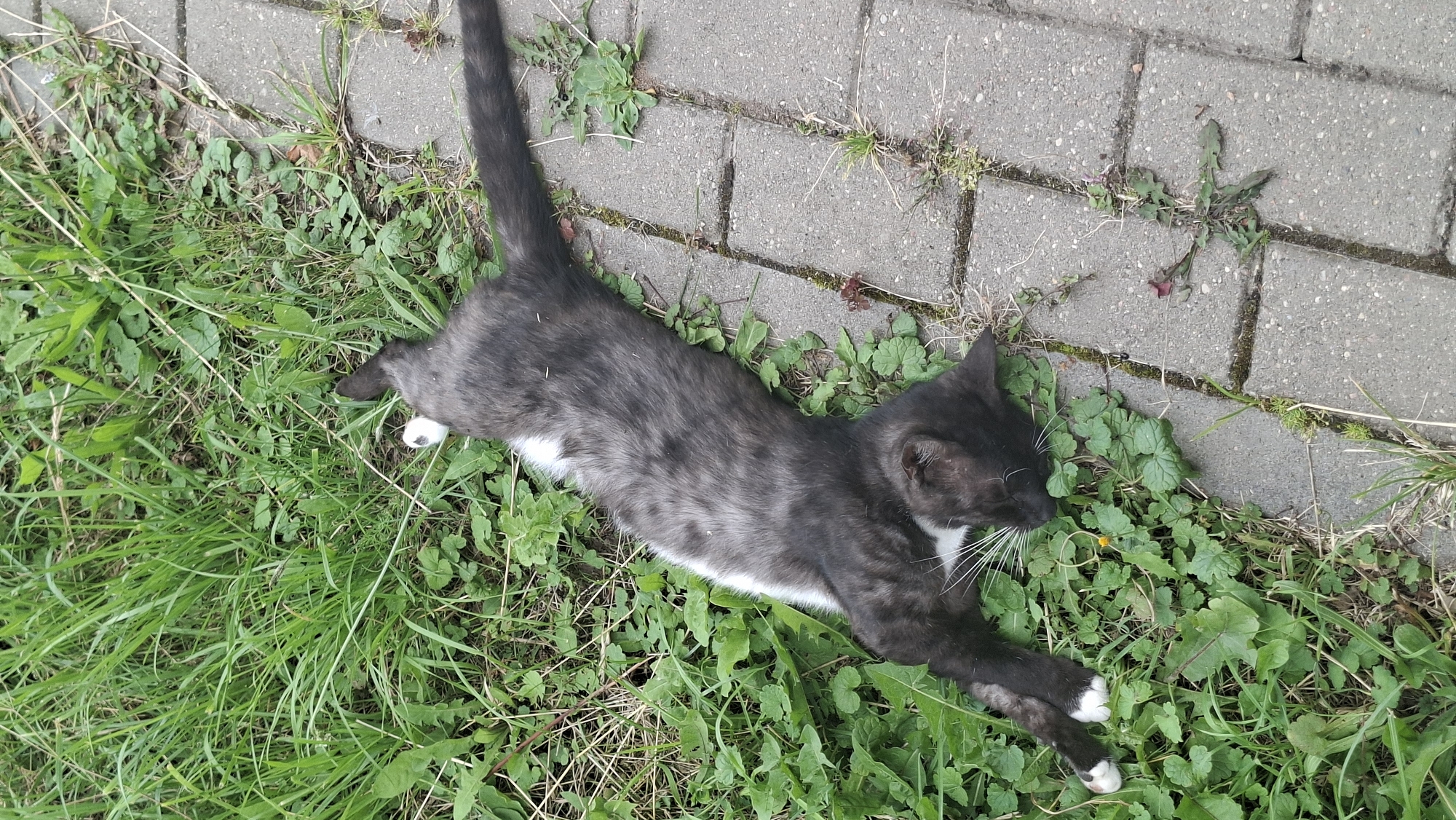 A black and white kitten is lying on its back in the grass next to a paved walkway. The kitten's eyes are closed, and its mouth is slightly open. It has white paws and a white patch on its chest. The grass is green and lush, and there are a few small yellow flowers scattered among the blades. The walkway is made of gray interlocking bricks. The scene appears to be in a park or backyard in Myadzyel, Belarus.