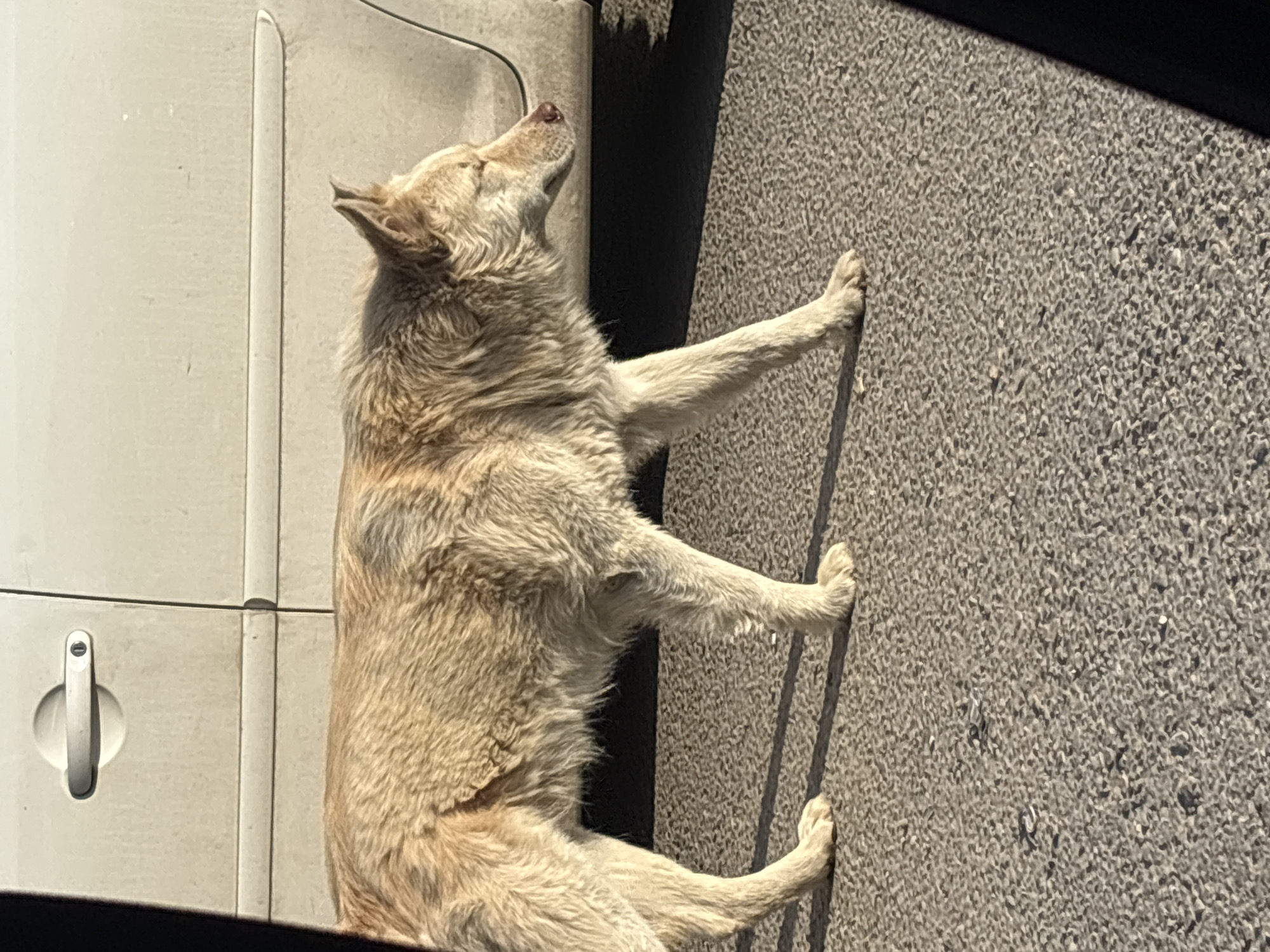 A light-colored dog, with a somewhat shaggy coat, is resting on a paved surface, likely a sidewalk or similar pedestrian area, next to a vehicle, in Obrenovac Urban Municipality, Serbia. The dog is lying on its side, with its front and back legs extended forward. The sun is shining, casting shadows. The vehicle is light-colored and appears to be a van or truck. A door handle is visible. The overall scene suggests a relaxed, daytime environment.