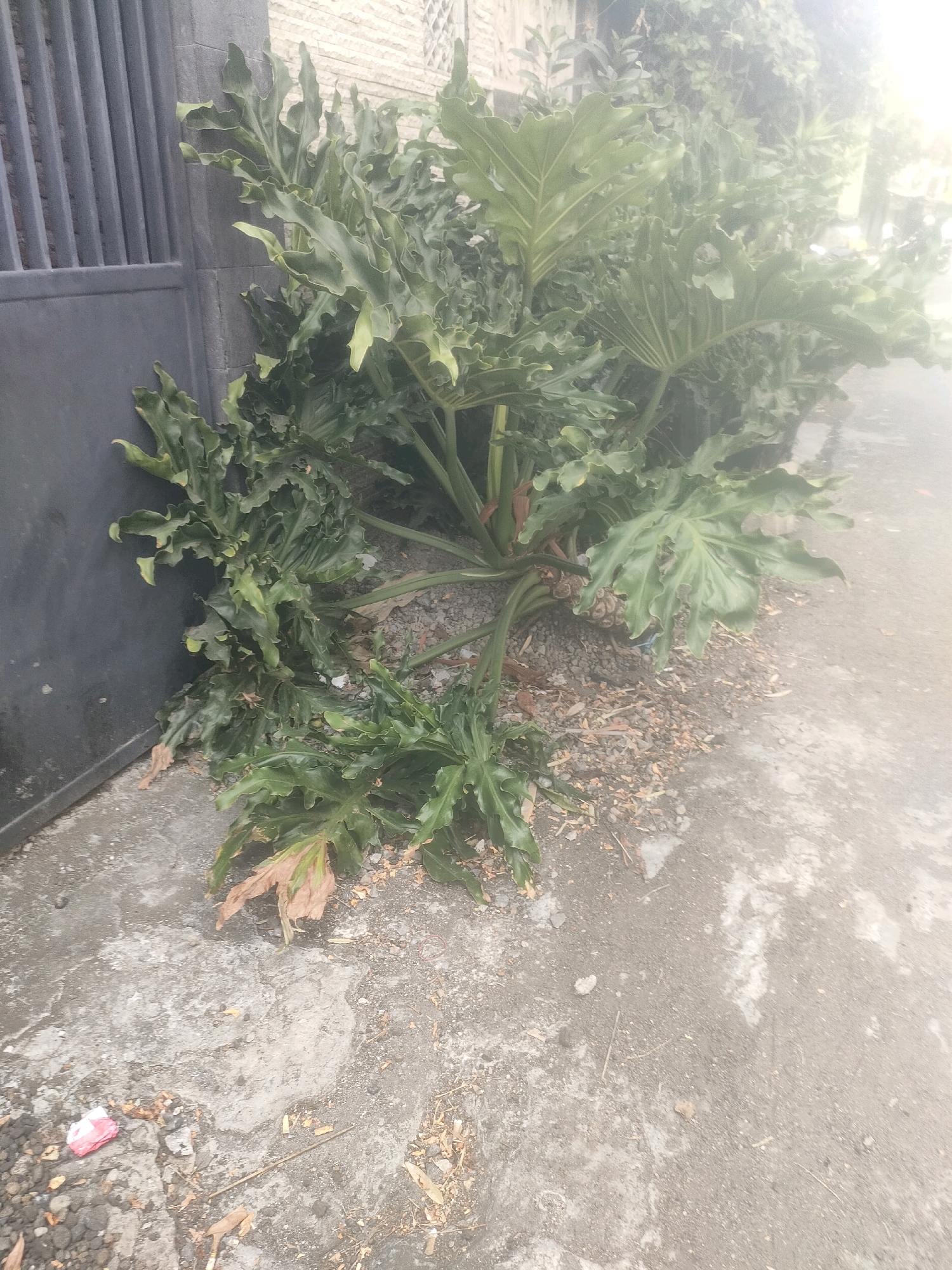 The image depicts a large, leafy Philodendron plant growing outdoors, adjacent to a dark grey metal fence or gate. The plant has broad, deeply lobed green leaves, with some lower leaves appearing brown and dry, suggesting they are dying or have died. The plant is situated on a patch of ground covered with small grey gravel and some fallen leaves. To the right of the plant is a paved surface, possibly a sidewalk or road, which is light grey and has a rough texture. In the lower left portion of the paved area, a crumpled piece of pink and white paper is visible, along with some small pebbles. The overall scene appears to be in an urban environment, consistent with a residential or commercial area in Surabaya, Indonesia. The lighting suggests it might be daytime, with some hazy or overexposed areas, particularly on the right side of the image, possibly due to atmospheric conditions or lens flare. There are no people visible in the image.
