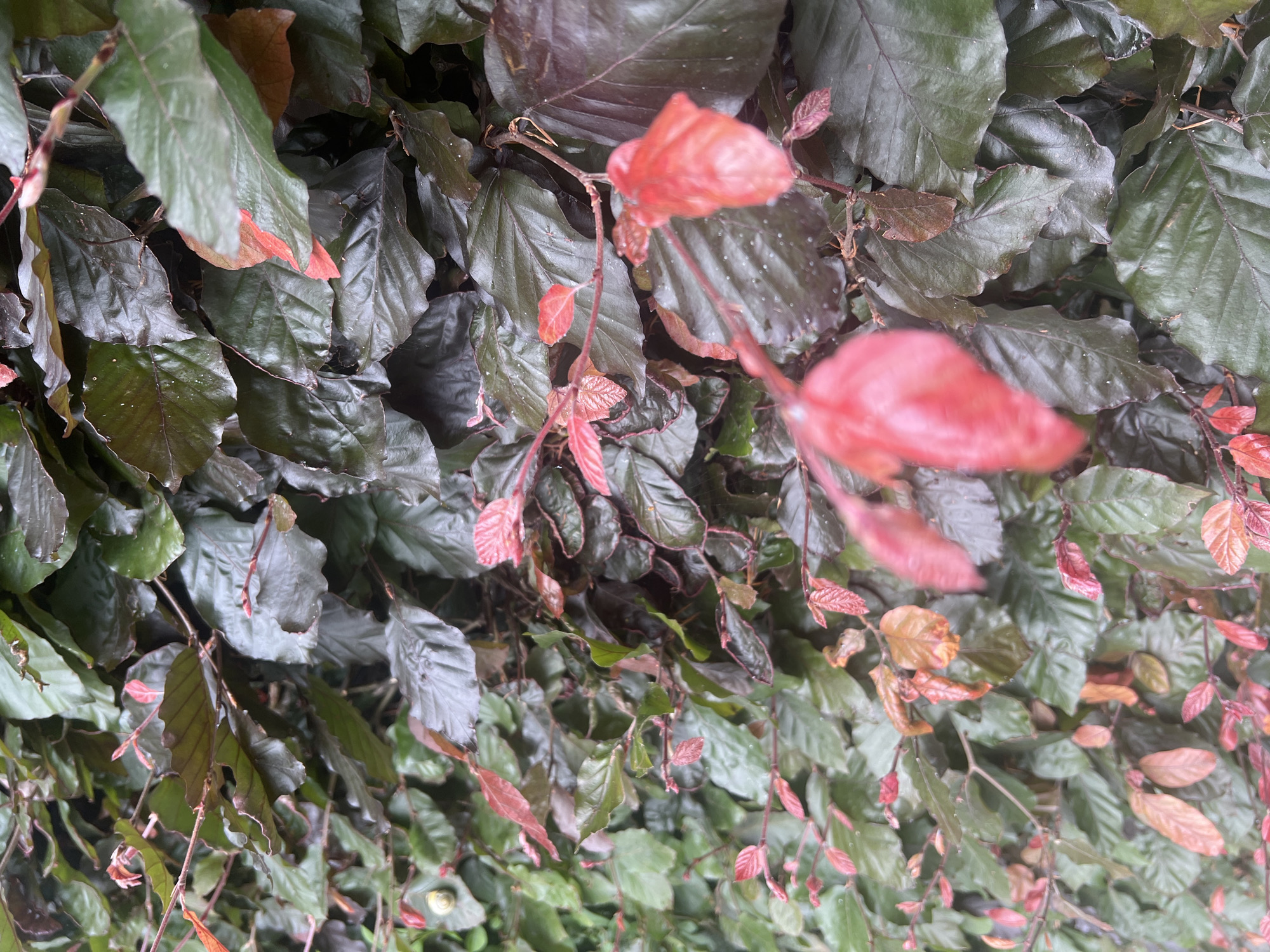 The image shows a dense wall of dark green leaves, with some reddish-brown and bright red leaves interspersed. The leaves appear wet, with visible water droplets on their surfaces. The texture of the leaves is somewhat glossy and wavy. Thin, brown branches are visible amongst the foliage. In the upper left quadrant, a small, coiled snail is attached to a leaf. The scene is an outdoor setting with a focus on the vegetation. The image does not contain any people, actions, or interactions. It is a close-up view of a hedgerow or leafy bush. The location is specified as Grou, Netherlands.