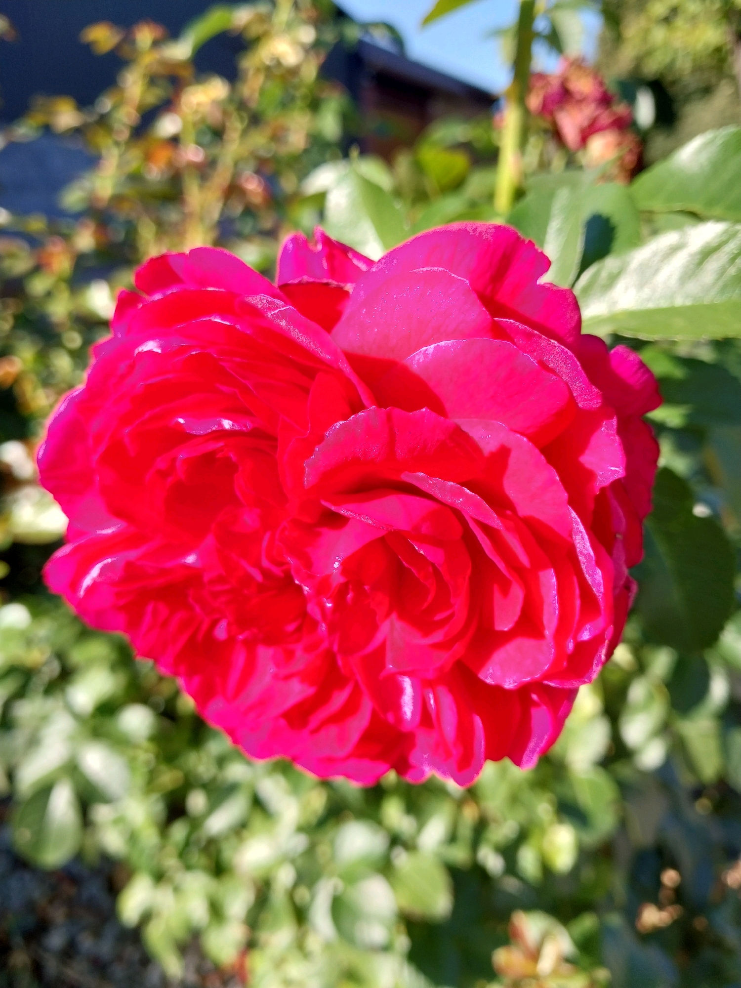 The image shows a close-up of a vibrant pink rose in full bloom, with many layers of petals. The rose is the central focus, and it appears to be outdoors in a garden setting, with green foliage and other blurred background elements, including what looks like a building or fence in the upper left corner and a bright blue sky at the top. The lighting suggests it is a sunny day, with highlights visible on the rose petals. There are no people or animals present in the image. The scene is of a natural, horticultural environment.