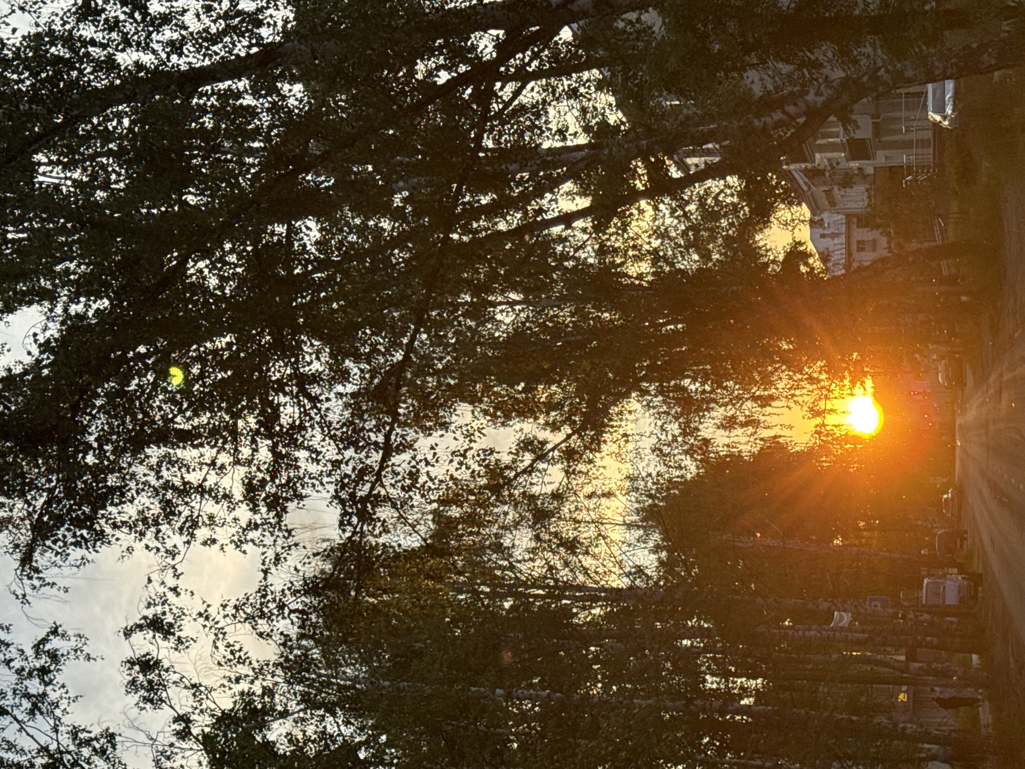 The image captures a serene outdoor scene, likely a street or path bordered by a dense canopy of trees, during either sunrise or sunset. The photograph is oriented vertically, showing the horizon line running vertically on the right side.
The most prominent feature is the sun, a bright, intense orange-yellow orb located low in the sky on the right, emitting strong rays and a noticeable lens flare. The light indicates a low sun angle, characteristic of dawn or dusk. The trees, possibly birch given some lighter bark visible, heavily silhouette against the bright sky and the sun's glow. Their dark leaves and branches form a thick, intricate pattern across the upper and left parts of the frame, creating a natural archway. Through the gaps in the foliage, glimpses of a bright, light-clouded sky are visible.
In the background, partially obscured by the trees and the golden light, several buildings can be seen. These structures appear to be residential or older buildings with light-colored facades, suggesting a semi-rural or older suburban setting. On the far right, a dark, vertical strip represents a road or dirt path, and along it, some indistinct, dark objects (possibly parked vehicles or street furniture) are barely visible.
There are no people or specific activities depicted. The scene conveys a tranquil atmosphere, characterized by the warm, natural light of the sun filtering through the dense foliage. There is no visible text in the image. The location context provided is Chaikovsky, Russia.