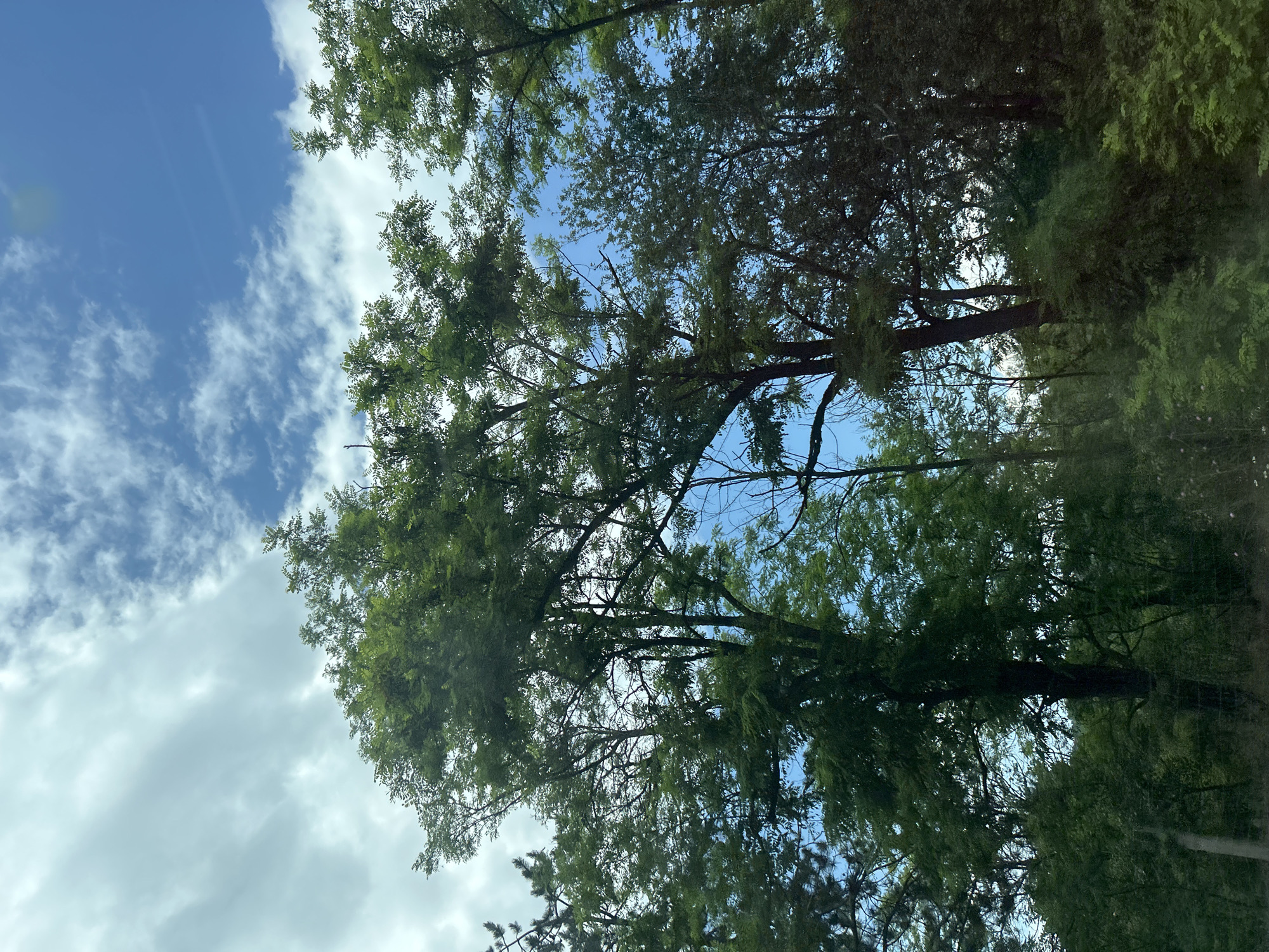 The image displays a natural outdoor scene in Gorno Varshilo, Bulgaria, captured from a low angle looking upwards through a dense canopy of trees towards a partly cloudy sky. The upper right portion of the sky is a clear, vibrant blue, transitioning to scattered white cumulus clouds across the center, and a larger expanse of diffuse, light greyish-white clouds dominating the upper left quadrant. The majority of the frame is filled with numerous tall broadleaf deciduous trees, characterized by rich green foliage that varies in hue from lighter greens where light penetrates to darker, shadowed tones. Visible branches and tree trunks are dark. The density of the vegetation, including undergrowth, indicates a wooded or forested environment. No individuals, animals, or artificial structures are present within the captured scene.