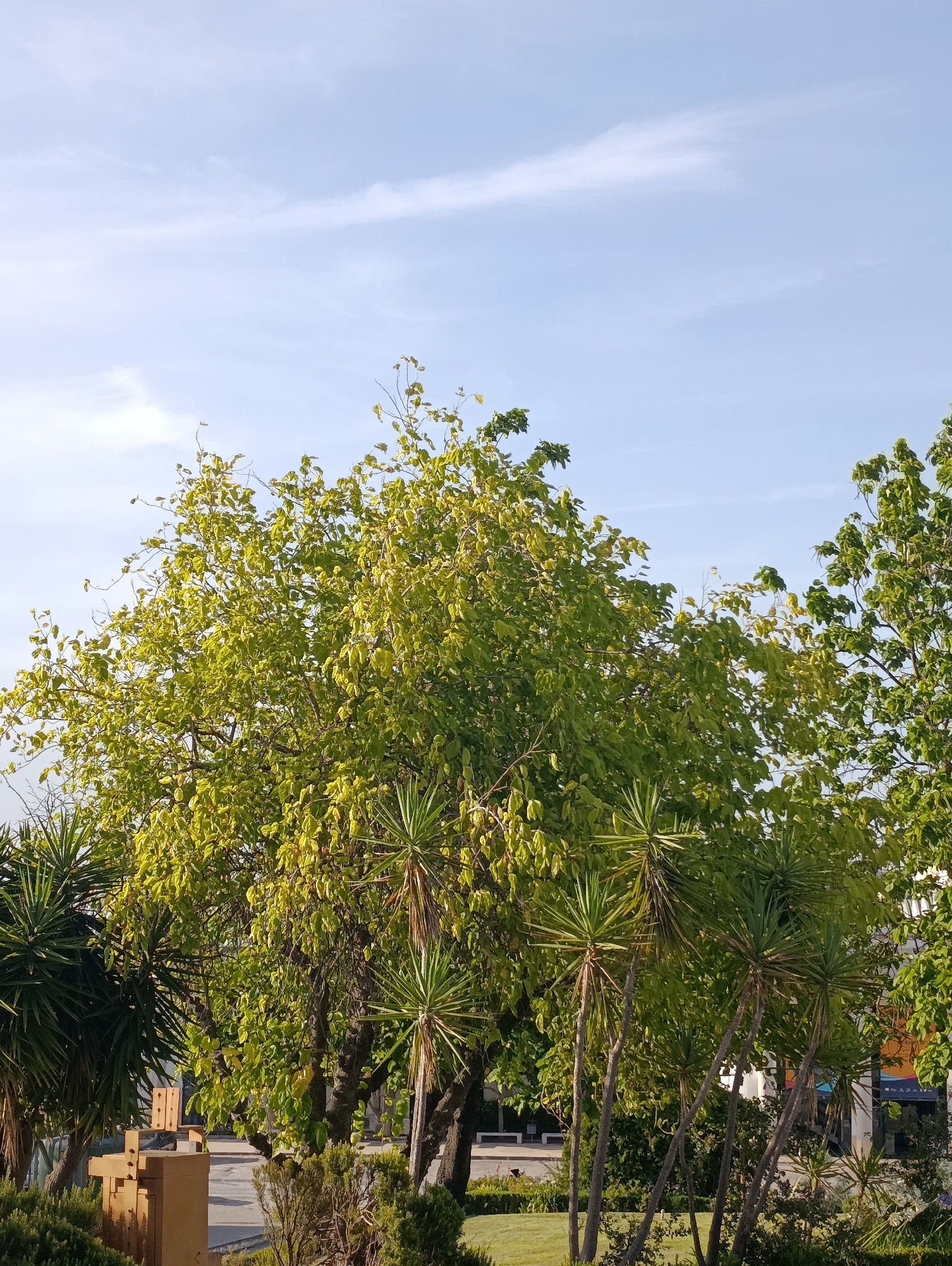 The image depicts a sunny outdoor scene with a clear blue sky featuring wispy white clouds. In the foreground, a variety of lush green trees and plants dominate the frame. A large deciduous tree with bright green leaves is centrally located, its branches reaching upwards. To the left and right of this tree are several spiky, palm-like plants, characteristic of the Mediterranean climate. In the lower left corner, a portion of a wooden structure, possibly a bench or art installation, is visible. Beyond the foliage, glimpses of paved ground and some distant buildings suggest an urban or park-like setting within the city of Setúbal, Portugal. The lighting indicates it is daytime, likely late morning or early afternoon, with the sun casting a bright glow on the leaves. No people are visible in the image.