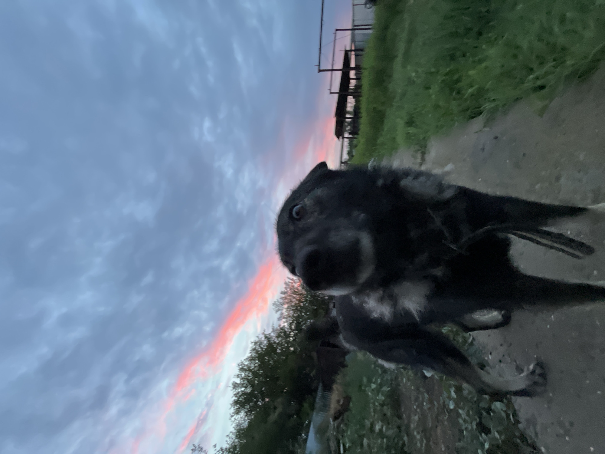 A medium shot captures a black and grey dog standing on a dirt path at dusk. The dog is looking up and to the left, with its mouth slightly open and its eyes wide. The sky above is a gradient of blue and pink, with scattered clouds. To the left of the path, there are some trees and a fence. To the right, there is a field of green grass and some distant structures, possibly agricultural buildings. The overall scene suggests an outdoor setting, possibly in a rural area or the outskirts of a town. The location is identified as Krasnyye Barrikady, Russia.
