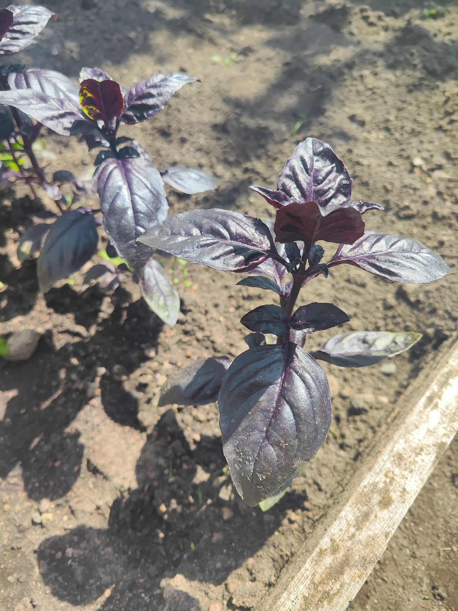 The image shows a close-up of several basil plants with dark purple leaves growing in soil. The soil is dry and has some small stones and debris visible. Shadows of the plants are cast on the ground, indicating sunlight. A weathered wooden plank or border is visible along the right side of the frame. The background is out of focus, showing more of the soil and some faint green sprouts. The scene appears to be outdoors, likely in a garden or allotment, within the city of Gvardeysk, Russia, given the context. There are no people or animals present in the image.