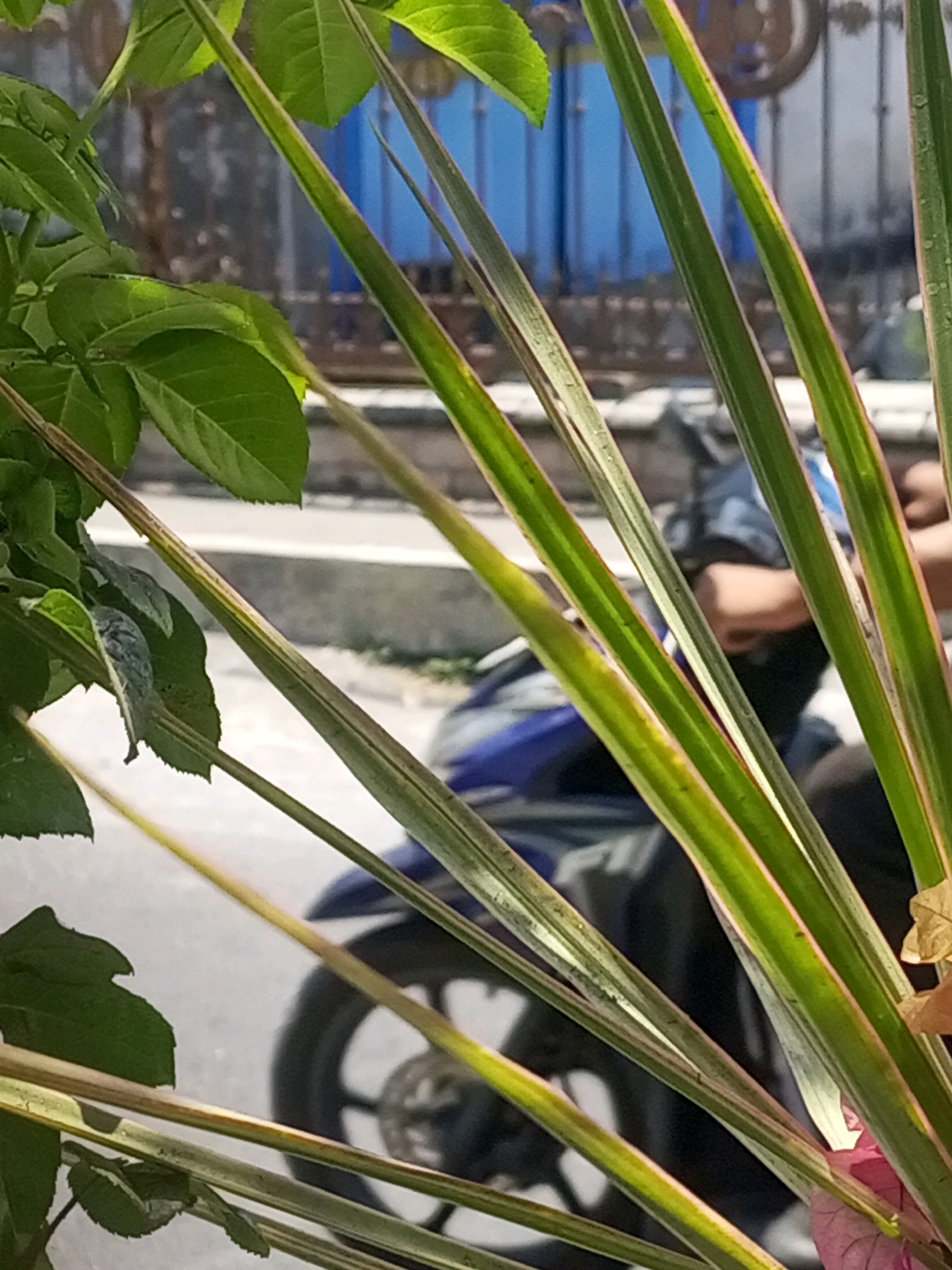 This is a photograph of foliage in the foreground, with a street scene and a blue gate in the background, located in Ngasem, Indonesia. The foliage consists of green leaves and long, thin green stems with pinkish-yellow streaks. In the background, a person is visible sitting on a blue motorcycle, wearing a dark top and possibly a face mask. The motorcycle's wheel is partially visible. The environment suggests an outdoor urban setting, possibly a residential area given the presence of a gate and a street. The lighting indicates it is daytime.
