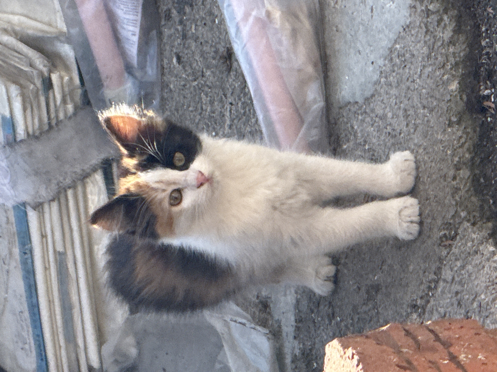 In Kostinbrod, Bulgaria, a calico kitten with white, black, and ginger patches stands on a textured grey surface that appears to be asphalt or concrete. The kitten is facing forward, with its tail bushy and arched. Its fur is fluffy, and its ears are alert. Behind the kitten, a pile of what seems to be white plastic sheeting and possibly stacks of paper is visible, illuminated by sunlight. To the left of the kitten, a corner of a red brick is partially in frame. The overall impression is of an outdoor, possibly urban or semi-urban environment, with the kitten positioned in the foreground.