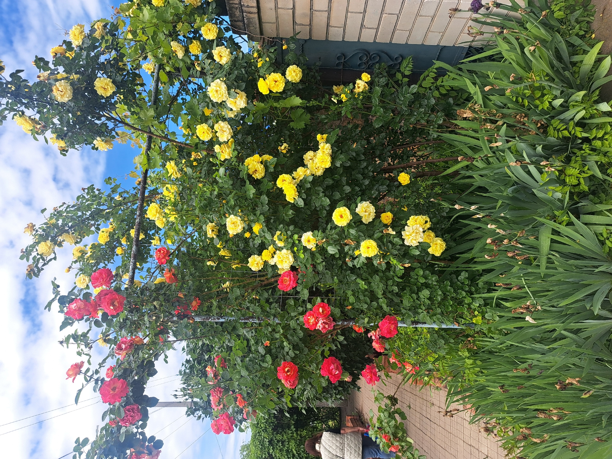 The image shows a vibrant rose bush in full bloom, featuring a mix of yellow and red roses. The bush appears to be climbing on a trellis or support structure. The sky is visible through the upper branches, suggesting a partly cloudy day. A brick building is partially visible at the top of the frame. Other greenery and plant life fill the area around the rose bush. A paved path can be seen at the bottom of the image. A woman is partially visible at the very bottom of the image. The location of the image is in the city of Leningradskaya, Russia.
