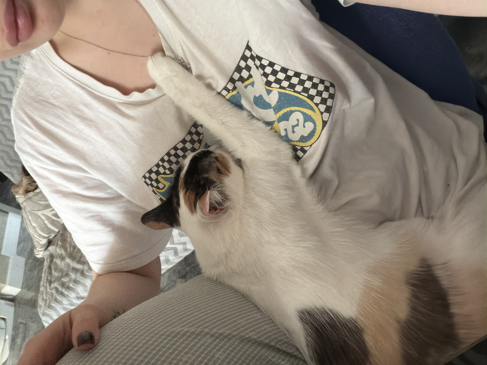 A person is wearing a white t-shirt with a checkered and blue/yellow graphic design. A calico cat is lying on the person's chest, with its paw extended towards the person's neck. The person is also wearing grey and white striped pants. The location is Rossiyskiy, Russia.