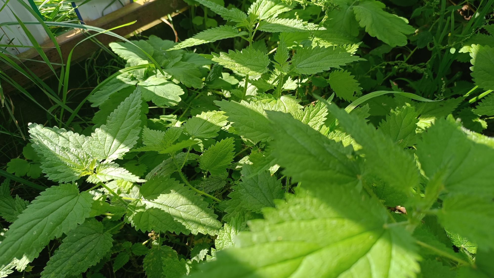 The image shows a close-up of a patch of stinging nettles (Urtica dioica) growing in an outdoor environment. The leaves are green, serrated, and have a somewhat rough texture, characteristic of nettles. Sunlight is dappling through the foliage, creating highlights and shadows. Some blades of grass are visible in the background, as well as a wooden structure, possibly a fence or planter box, in the upper left corner. The overall impression is one of wild growth in a natural or semi-natural setting. The location is identified as the city of Karsha, Russia. There are no people or animals visible in the image, and no specific actions or interactions are depicted. The scene is static and focuses solely on the plant life.