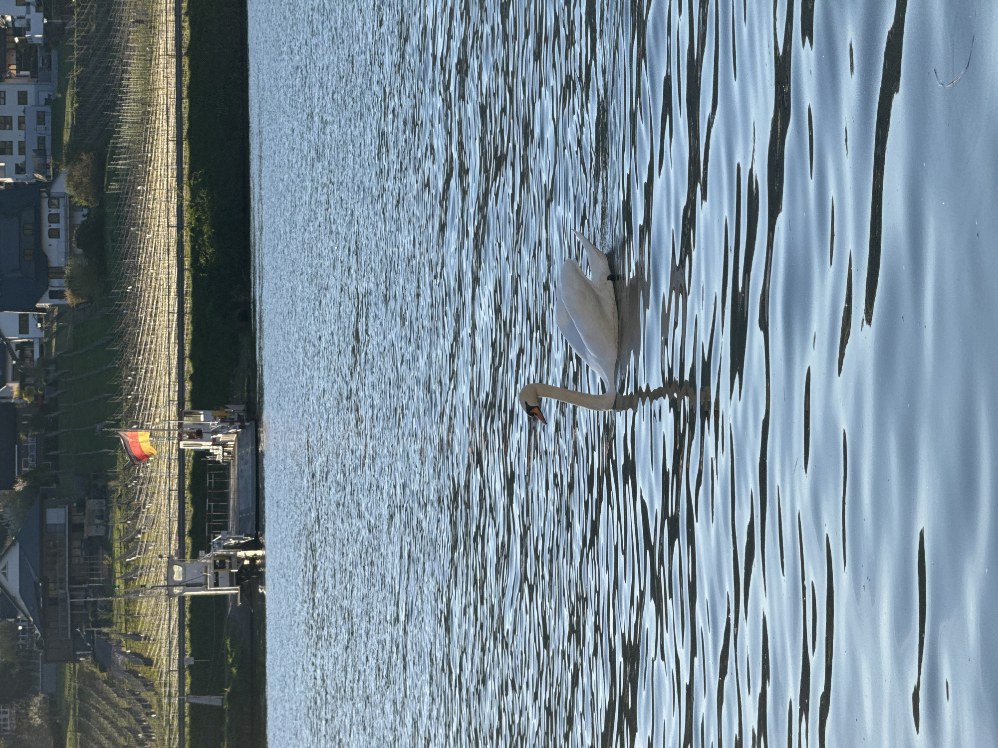 The image shows a swan swimming in the Moselle River at Beilstein, Germany. On the left side of the river, one can see the town including houses, vineyards, a small harbor with boats, and the German flag is seen waving in the wind.