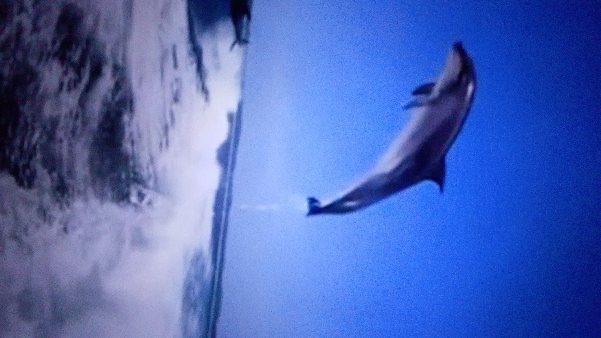 The image is a photograph, possibly taken from a screen, depicting a dolphin leaping from turbulent water against a clear blue sky. The dolphin is a dark gray color, with its body arched mid-leap. The water below is a swirl of white foam and darker blues, suggesting a powerful wave or a waterfall. The orientation of the image is vertical, with the water at the bottom and the sky at the top. There is no discernible urban environment or specific location identifiable within the image. Therefore, it is not possible to determine if the scene is located in the city of Aznakayevo, Russia, or any other specific city. The image focuses entirely on the natural elements of the dolphin, water, and sky.