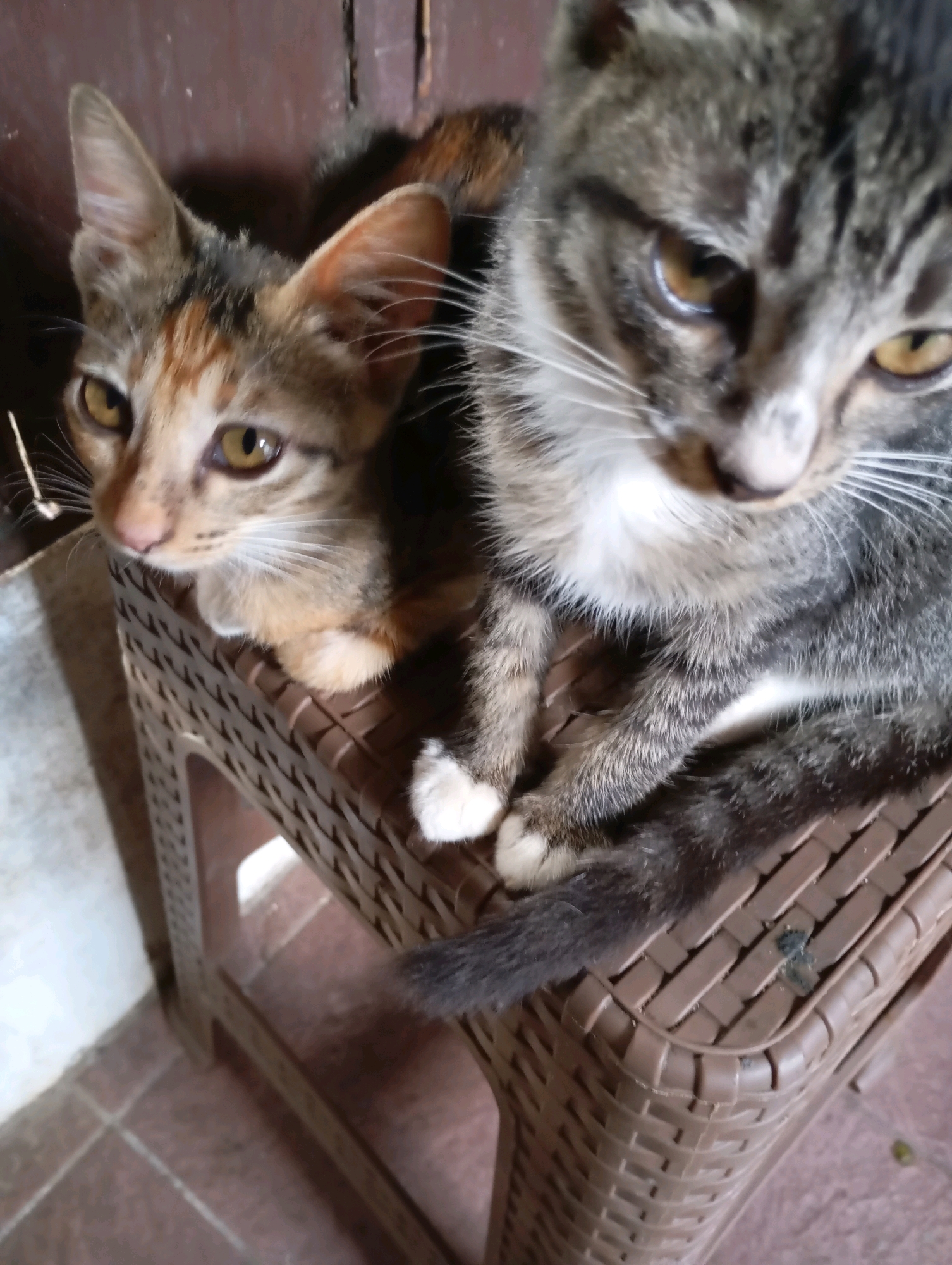 Two cats are perched on a brown woven plastic stool. The cat on the left is a calico kitten with orange, black, and tan markings and bright yellow eyes. It is looking to the left. The cat on the right is a tabby with gray, black, and white stripes, also with yellow eyes. It is looking forward, its face in close-up. The stool is situated on a tiled floor, with a wooden door or wall in the background. The scene appears to be indoors or in a covered outdoor area, possibly a patio or balcony, given the flooring and the presence of a stool. This setting could be found in a residential area in Balikpapan, Indonesia.
