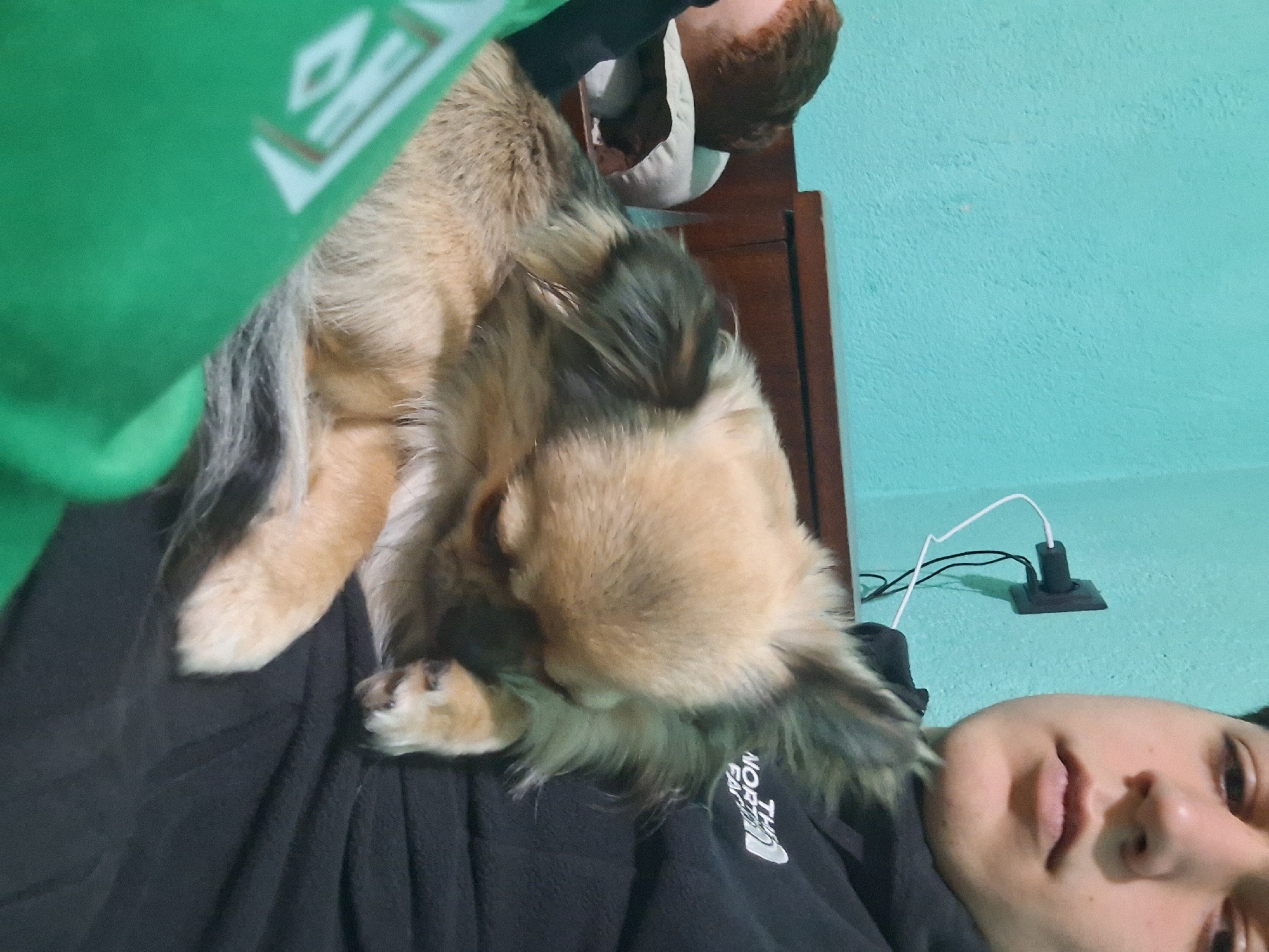 A person with short dark hair is lying down, wearing a black The North Face top. A tan and brown long-haired dog is lying on the person's chest. Part of a green garment with a white logo is visible on the left side of the image. A dark wood headboard is behind the person's head. The wall is a light blue color with a white cord and black plug visible. The photo was most likely taken indoors. The location in Stara Zagora, Bulgaria, cannot be determined from this image.