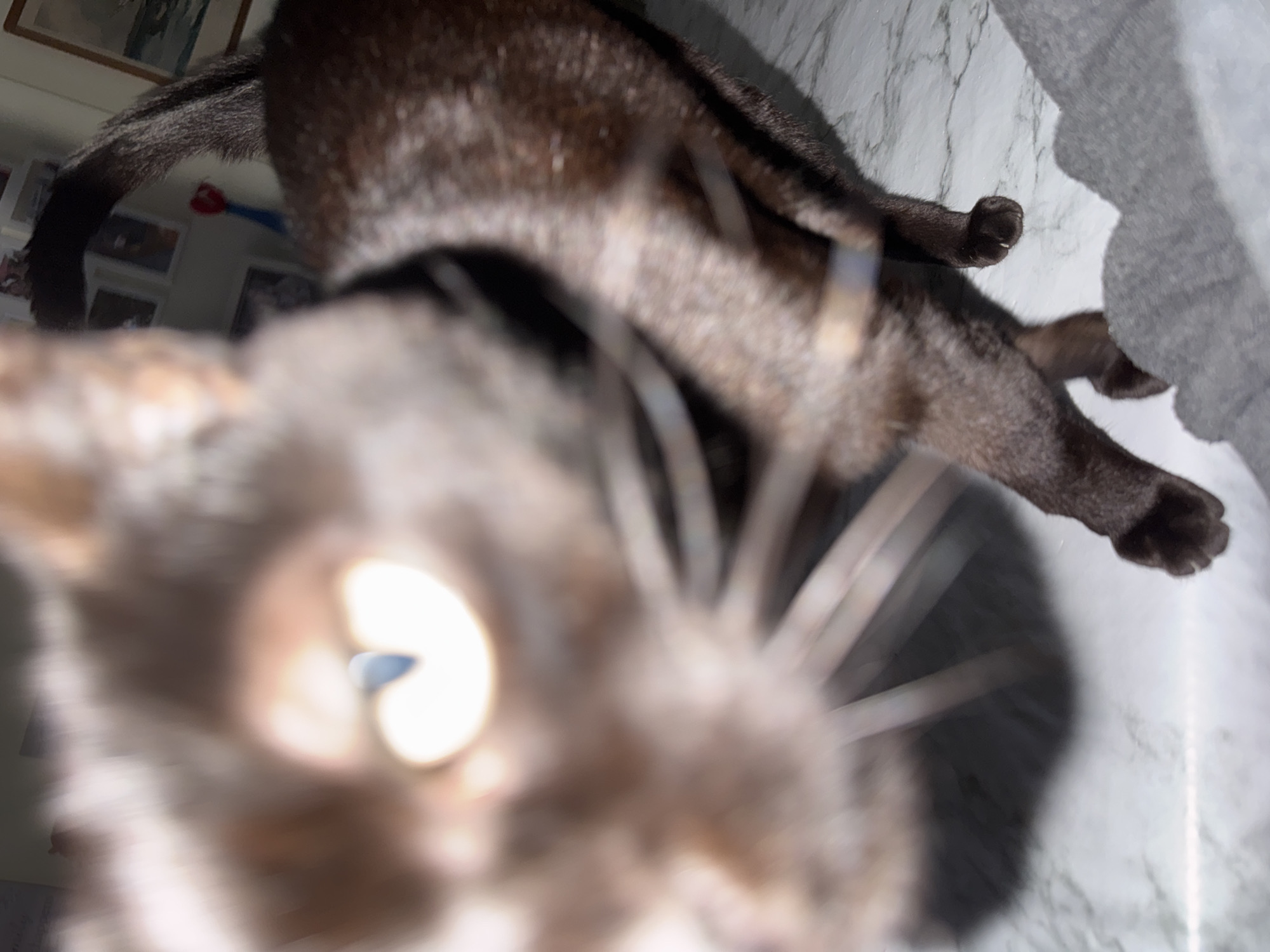 A dark-furred cat with long whiskers is positioned very close to the camera lens, resulting in a blurred, close-up view of its face. The cat's nose is the most prominent feature. Behind the cat's face, a section of its body and a tail are partially visible. The background is a marble surface, and a white curtain is visible in the upper right corner. Multiple photographs or picture frames are arranged on a surface or wall. A red and blue object is in the background. The location is a residence, but the city of Figueira da Foz, Portugal cannot be determined solely from the image.