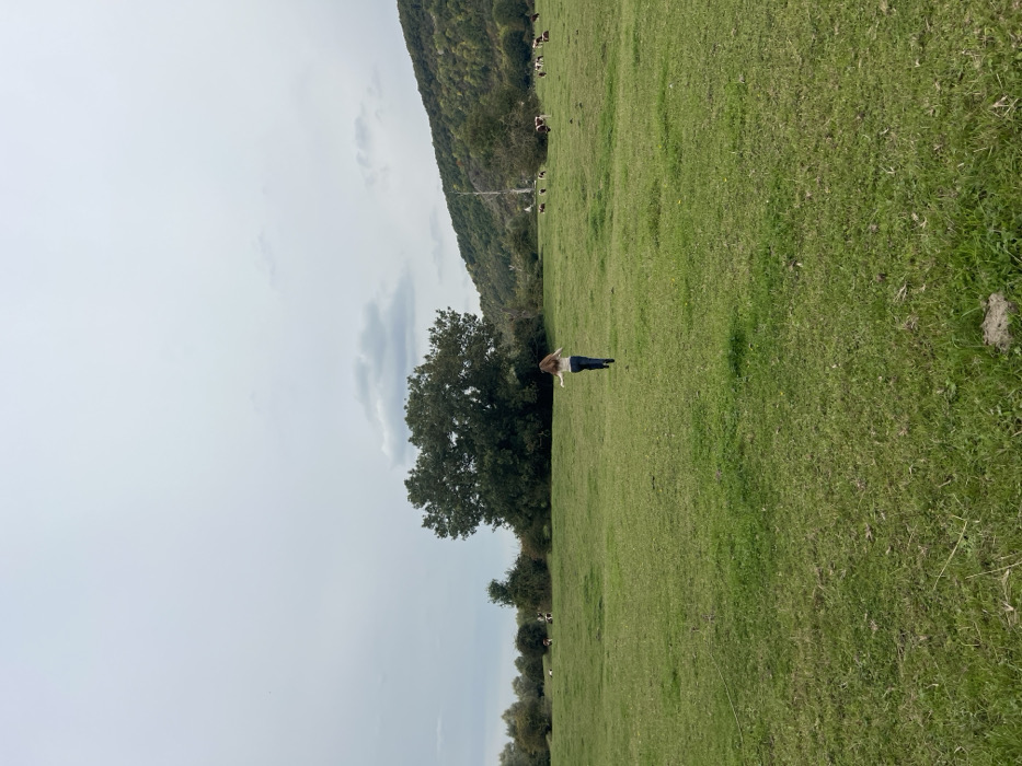 The image depicts a wide outdoor scene of a green pasture located in Vernon, France, under an overcast sky. A single female individual is visible from the rear, positioned in the lower-middle ground, running towards the center of the frame. She has long, light-colored hair and is wearing a light-toned, long-sleeved top and dark trousers; her arms are slightly outstretched to the sides. In the mid-ground, to the left of the running individual, stands a large, dense, dark green tree. Further into the background, along the right side of the field, approximately eight to ten cows with brown and white markings are scattered, some grazing or standing. A natural, tree-covered hillside rises in the far background on the right, while a line of various trees and bushes forms the horizon on the left and center-left. The sky is uniformly light grey with indistinct cloud formations. The foreground consists of unmanicured green grass, showing minor variations in texture and some scattered brown patches, including a small dirt mound in the lower right corner. A thin, light-colored line, possibly a wire or rope, is faintly visible horizontally across the lower left foreground.
