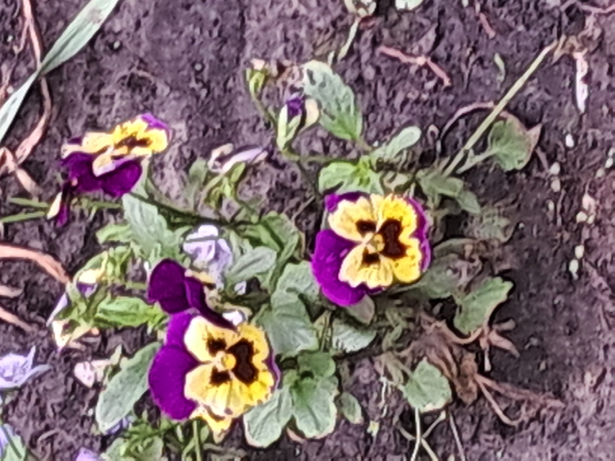 A high-angle, close-up shot shows several pansy flowers in bloom. The flowers are a mix of purple and yellow, with dark centers. They are growing in dark soil, with some dry leaves and stems scattered around. The leaves of the pansies are green and slightly serrated. A light-colored stalk runs diagonally from the upper left to the center of the image. The overall impression is one of a garden bed. There is no discernible text in the image, and no people are visible. The lighting suggests it might be daytime, but no specific time of day or weather conditions can be determined. The location is unknown.
