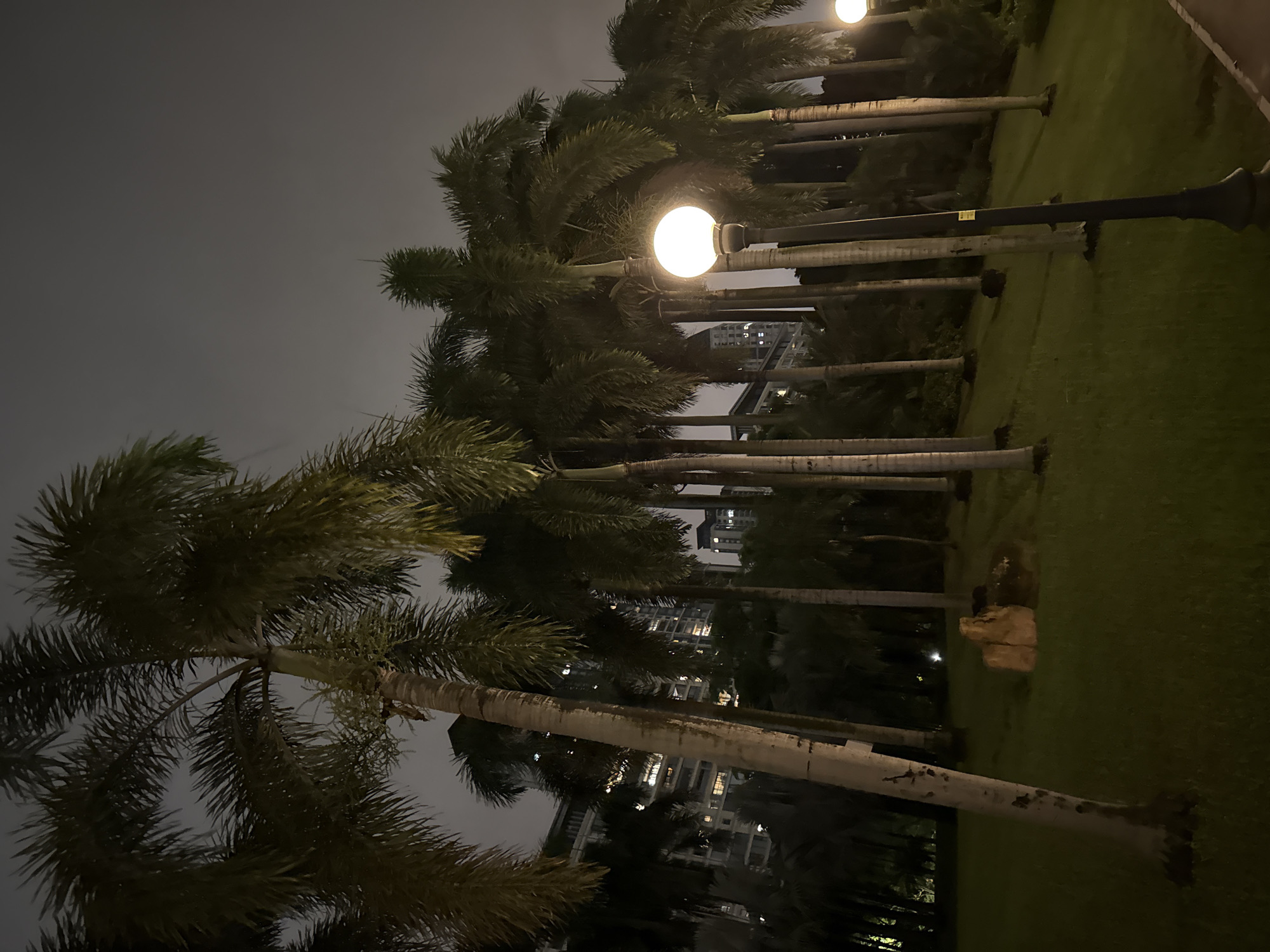 This media file captures a nighttime scene of a park or garden with several tall palm trees lining a grassy area. A paved walkway runs along the right side of the frame. Lampposts with glowing orbs are strategically placed throughout the scene, illuminating the area. In the background, urban buildings with lit windows are visible, suggesting the park is located within a city. The sky is overcast and dark, indicative of nighttime and possibly cloudy weather. The overall mood is serene and tranquil, enhanced by the soft lighting of the lamps. No people are visible in the frame. The crops highlight the details of the palm trees, their textured trunks and feathery fronds, as well as the lighting fixtures. The crops also offer a closer look at the urban backdrop. A small, yellow sticker is visible on one of the lampposts. The location context provided is Haizhu District, China.