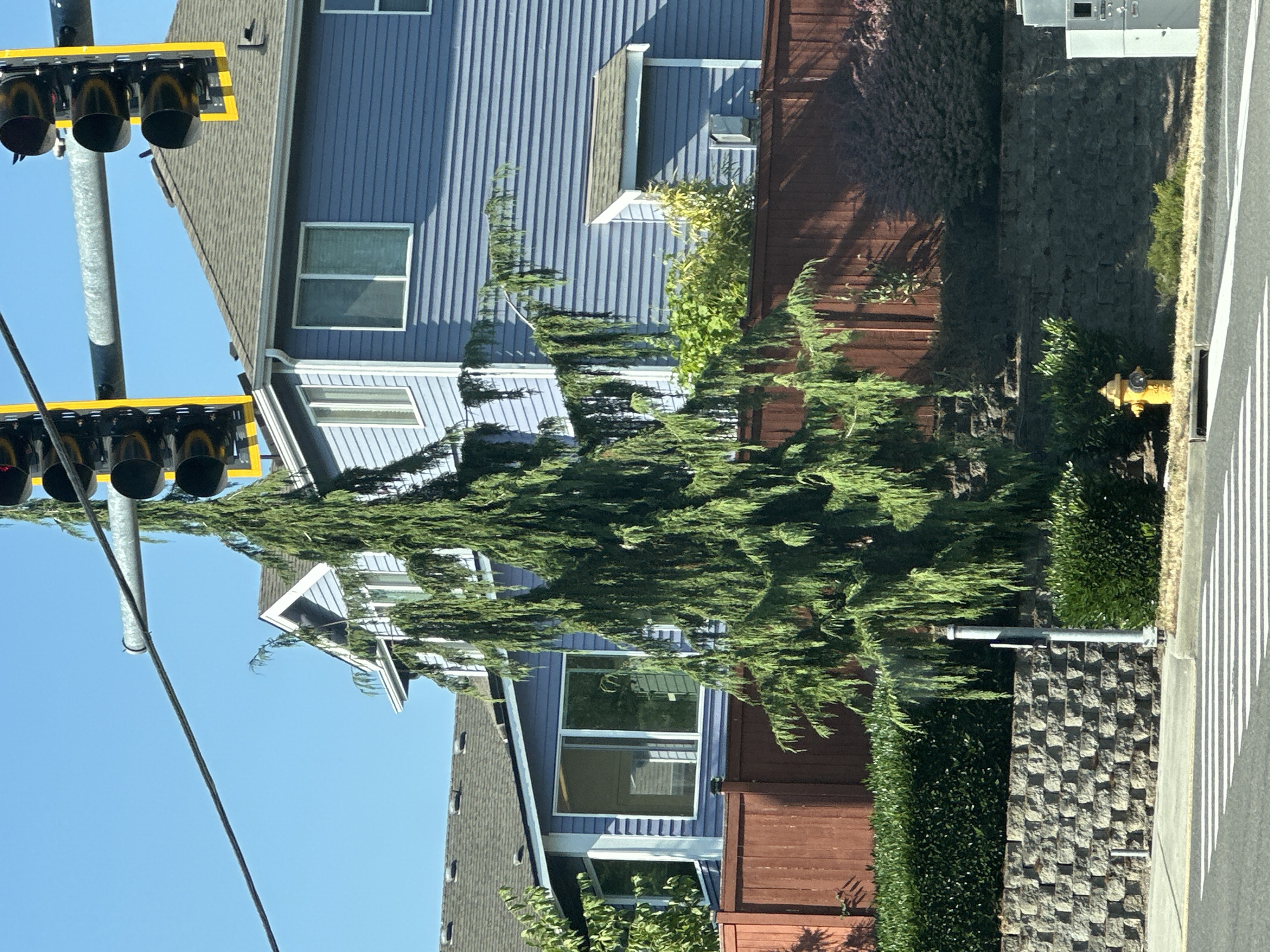 This image depicts a street-level view of a residential area in Lynnwood, Washington, USA. In the foreground, a crosswalk with white stripes is visible on an asphalt road, suggesting a public street. Behind the crosswalk, a short retaining wall constructed of grey interlocking blocks supports a landscape of manicured green hedges and a mature weeping evergreen tree. A bright yellow fire hydrant stands near the base of the wall. Further back, a dark brown wooden fence runs horizontally across the mid-ground, separating the yard from the street. Beyond the fence, a two-story blue house with white trim and multiple windows is prominent. The house's exterior is clad in horizontal siding. Above the house, traffic lights with yellow directional signals are mounted on a metal pole and wire system, indicating an intersection is nearby. The sky is clear and blue. The scene appears to be captured on a sunny day. No people are visible in the image.