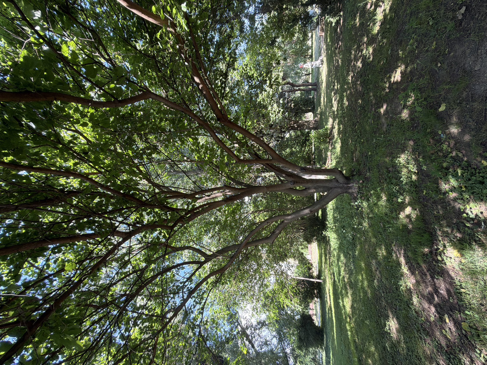 The image captures a sun-dappled park scene in Pazardzhik, Bulgaria, likely during daytime. A large, mature tree with a wide canopy of green leaves dominates the foreground, its branches extending outwards and casting shadows on the grassy ground below. The tree has a thick, multi-trunked base. Behind this central tree, other trees and lush greenery form a dense backdrop, suggesting a well-maintained park or garden. Sunlight filters through the leaves, creating a bright, airy atmosphere. In the middle ground, a light-colored pole stands vertically. Further in the background, a white statue of a person, possibly a sculpture, is visible to the right of the pole. A portion of a round, dark object, perhaps another sculpture or garden feature, is also visible to the right of the statue. The ground is covered in a mix of grass and darker soil patches, with some fallen leaves scattered about. The overall impression is one of a peaceful, natural outdoor setting.