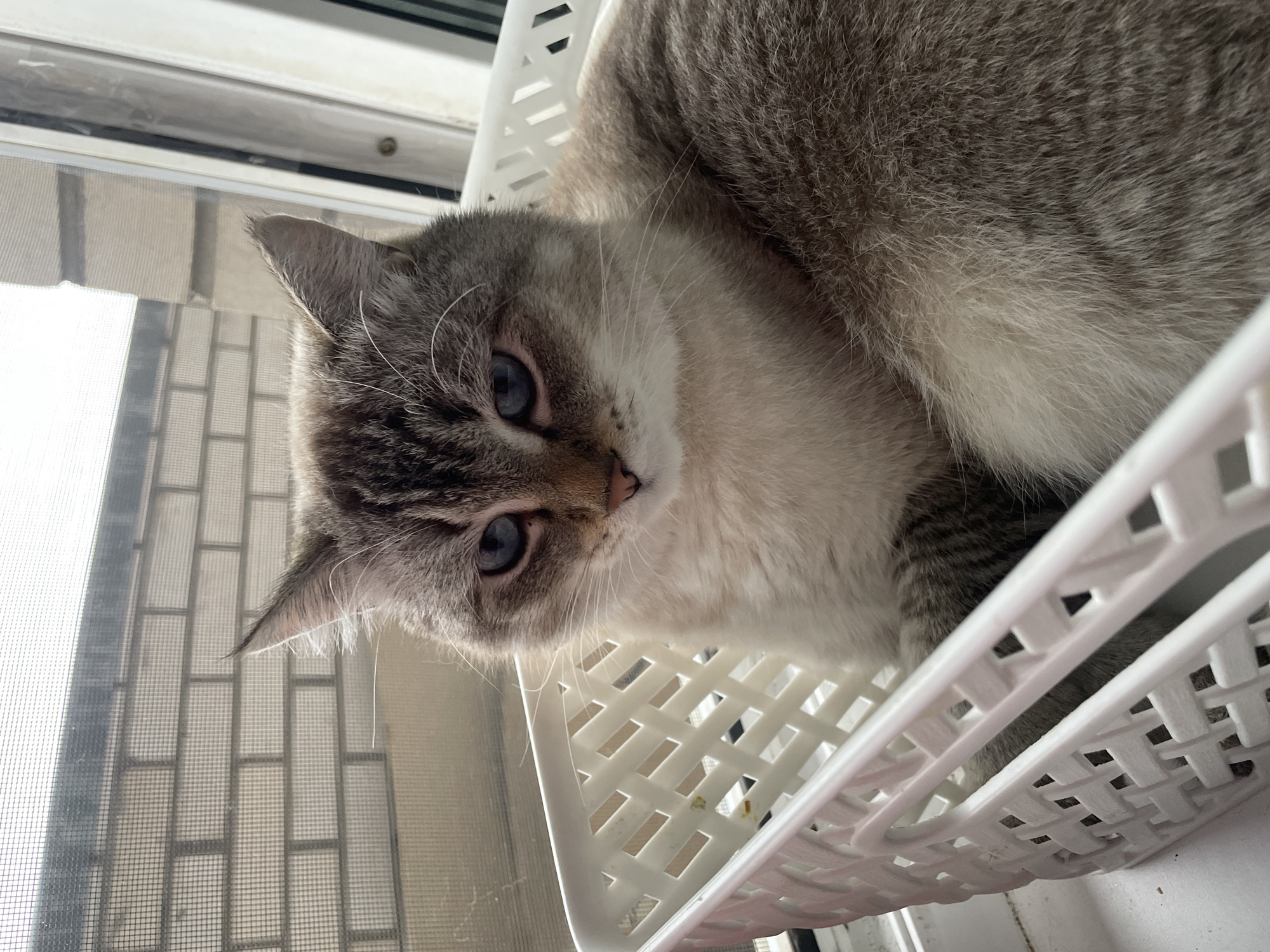A close-up, downward-facing shot captures a tabby cat with striking blue eyes resting inside a white plastic laundry basket. The cat is positioned to the left of the basket, with its body extending to the right, partially obscured by the basket's woven structure. Its fur displays a mix of grey tabby markings and lighter cream-colored fur on its chest and face. The cat's gaze is directed slightly away from the camera, giving it a pensive or relaxed appearance. The background shows a window with a screen, revealing a pattern of muted, grid-like shapes outside, possibly a building or fence. The lighting suggests it is daytime, with sunlight casting shadows and highlighting the textures of the cat's fur and the plastic basket. The overall scene conveys a sense of domestic comfort and tranquility.