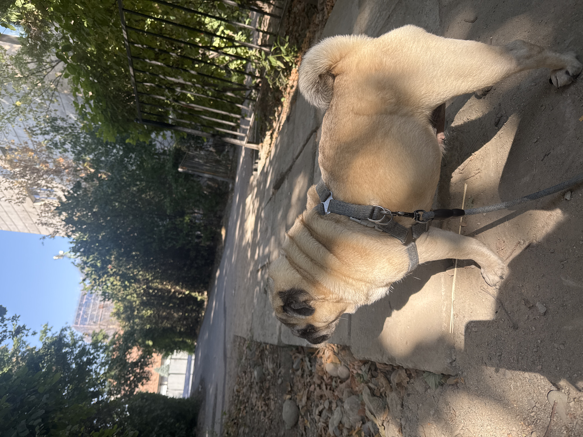 The image shows a fawn-colored pug dog wearing a gray harness and leash. The dog is standing on a concrete path next to a dirt area with fallen leaves and rocks. Behind the dog, a paved pathway leads uphill, flanked by lush green trees and bushes. A black metal fence with vertical bars is visible on the right side of the pathway. In the background, a building with a light-colored facade is partially obscured by trees, and a larger structure, possibly under construction with scaffolding, is visible in the distance. The sky is clear and blue, indicating a sunny day. The scene appears to be an outdoor urban environment, possibly a park or residential area in Bishkek, Kyrgyzstan.