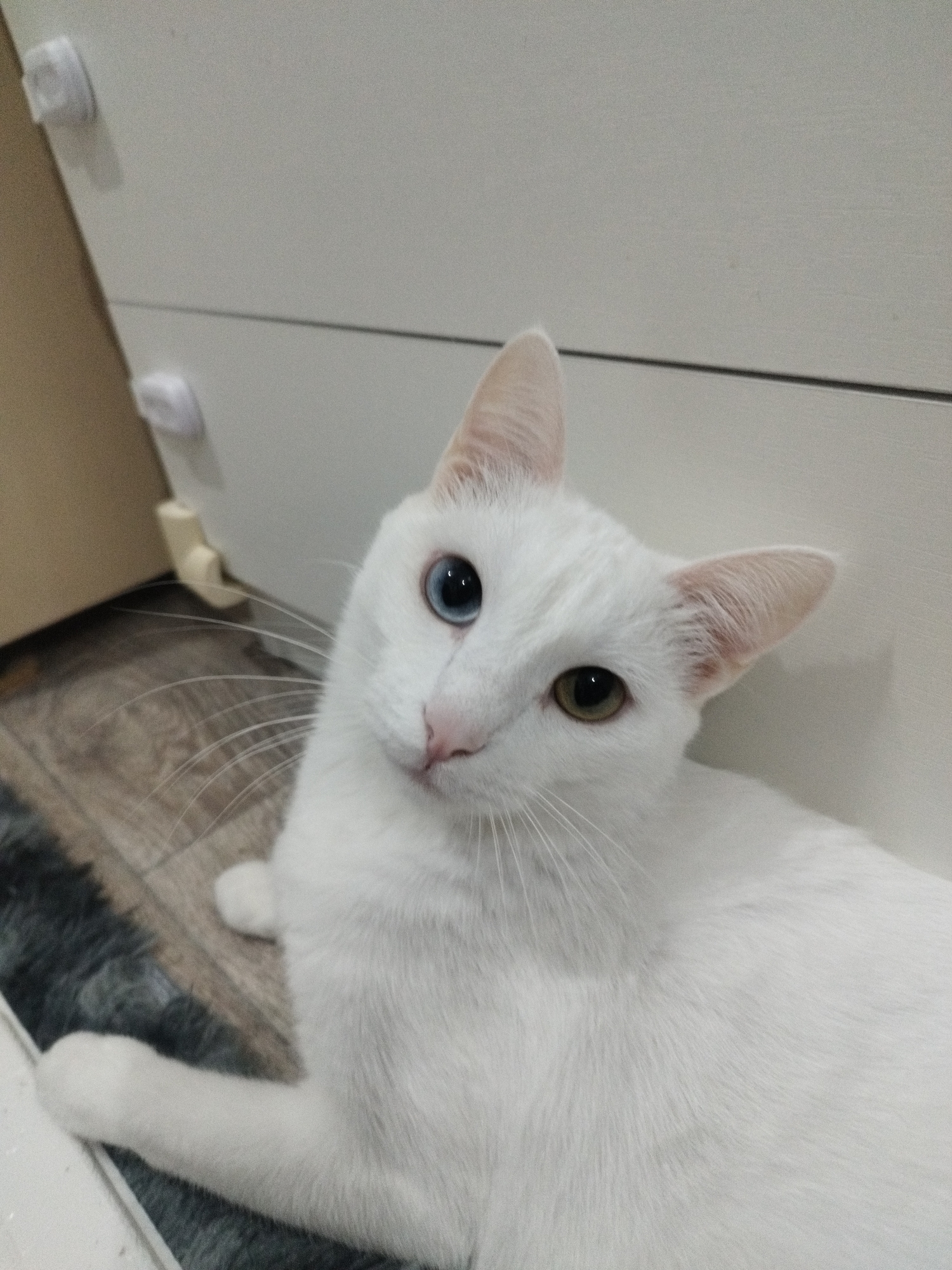 A white cat with heterochromia (one blue eye, one brown eye) is lying on a rug near a white cabinet or dresser. The location is not specified, and there is no indication that the location is Yakutsk, Russia.