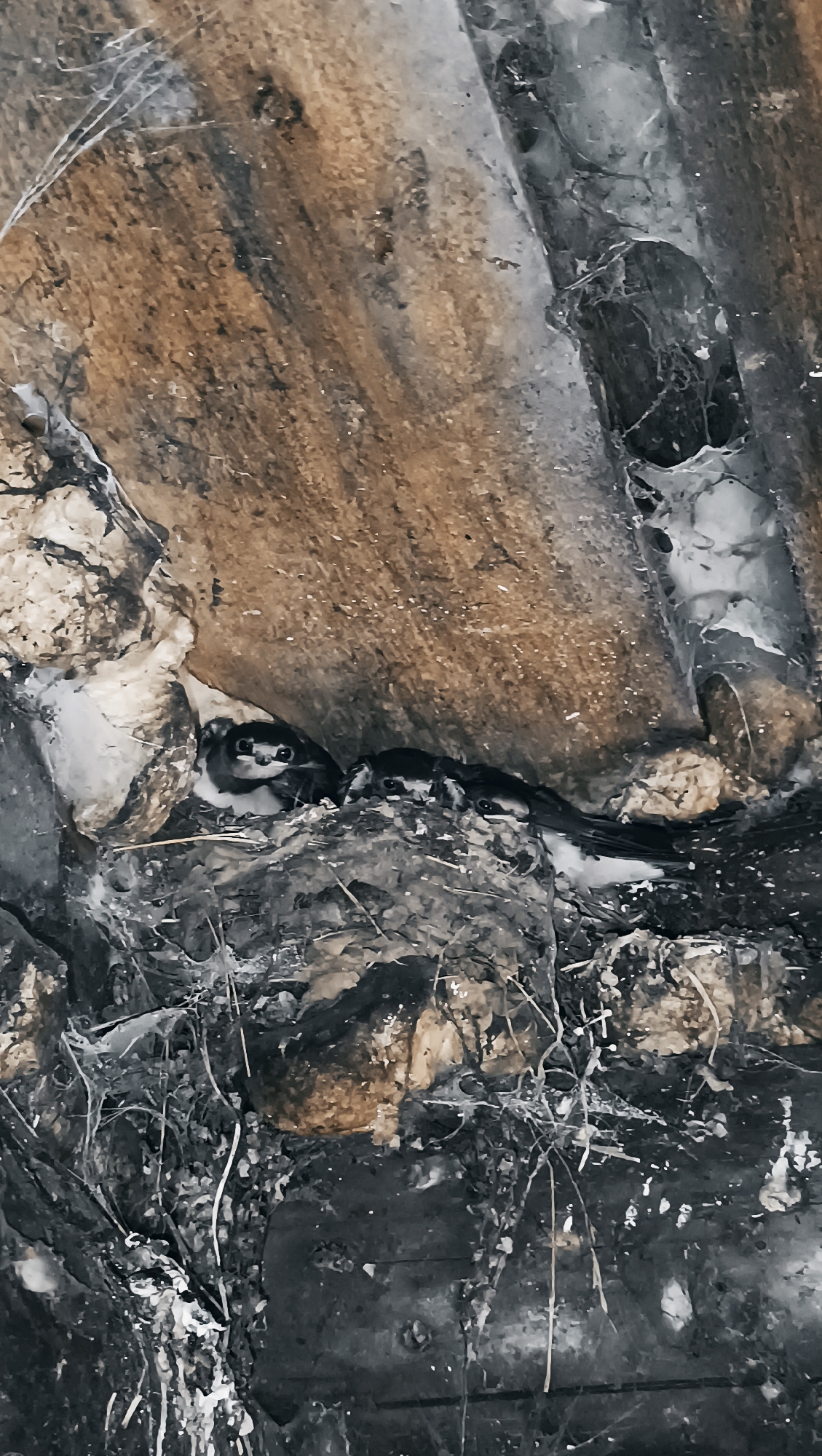 The image captures a close-up view of a bird's nest situated in a crevice between weathered wooden planks. The nest is constructed from a mixture of dark, fibrous material and lighter straw-like elements, with some cobwebs interlaced throughout. Within the nest, three small birds are visible, huddled together. The bird on the left is facing forward, with its eyes open and appearing to look directly at the camera. The other two birds are partially obscured, with their heads also facing towards the front. The background consists of the rough texture of the wooden planks, exhibiting variations in color from light brown to dark gray and black. The overall lighting suggests an outdoor environment, possibly in a natural or semi-urban setting. There is no indication of the specific location within the city of Karsha, Russia, as the image focuses solely on the nest and its inhabitants.