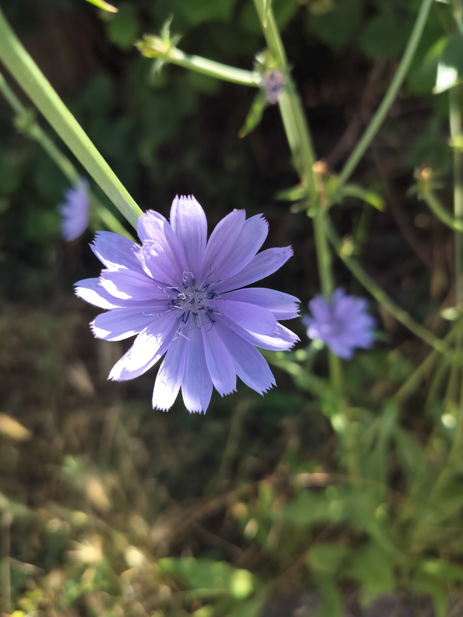 A close-up, eye-level, vertical shot focuses on a single, light purple flower with fringed petals. The flower is positioned in the lower-center of the frame, with its petals partially unfurling. Behind it, a second, smaller, out-of-focus light purple flower is visible to the right. The background is a blur of green foliage and darker earth tones, suggesting an outdoor, natural setting. The lighting creates soft shadows on the petals of the main flower, highlighting their delicate texture. The image was captured in the city of Pavel Banya, Bulgaria.