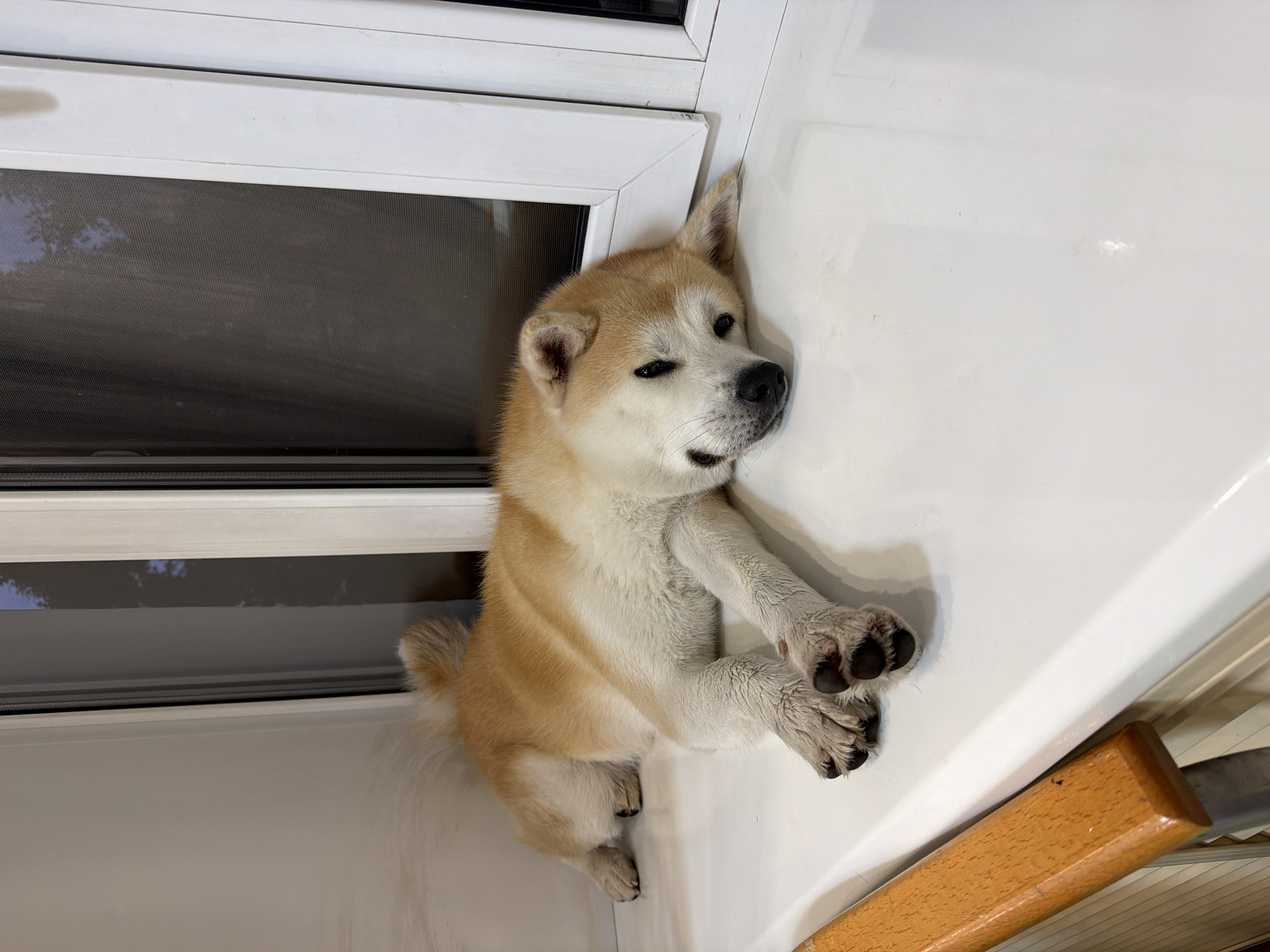 A Shiba Inu dog is lying on its side on a white windowsill. The dog is facing the camera with its head resting on its paws, its eyes open. The dog's fur is a mix of tan and white. To the right of the dog is a window with a screen, and to the left is a wooden railing. The background appears to be outdoors at dusk.
