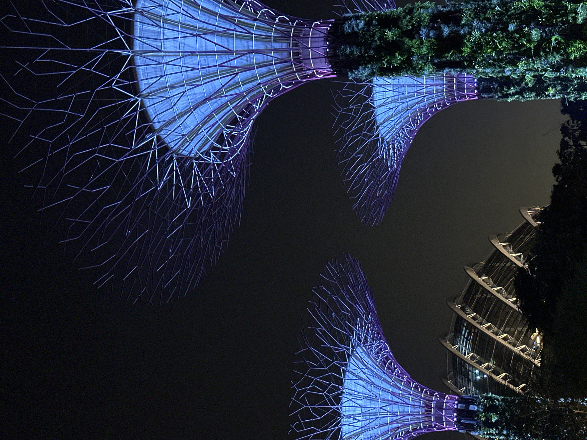 The image depicts the Supertree Grove at Gardens by the Bay in Singapore at night. Several large, artificial Supertree structures are illuminated with blue and purple lights, casting an ethereal glow against the dark sky. These structures are covered in vertical gardens and have intricate lattice-like canopies. In the background, a modern, glass-domed building with a distinctive angled roof is visible, also illuminated. The foreground shows a dark silhouette of trees and foliage. There are no people visible in the frame. The scene is a nighttime landscape showcasing a blend of futuristic architecture and horticulture.