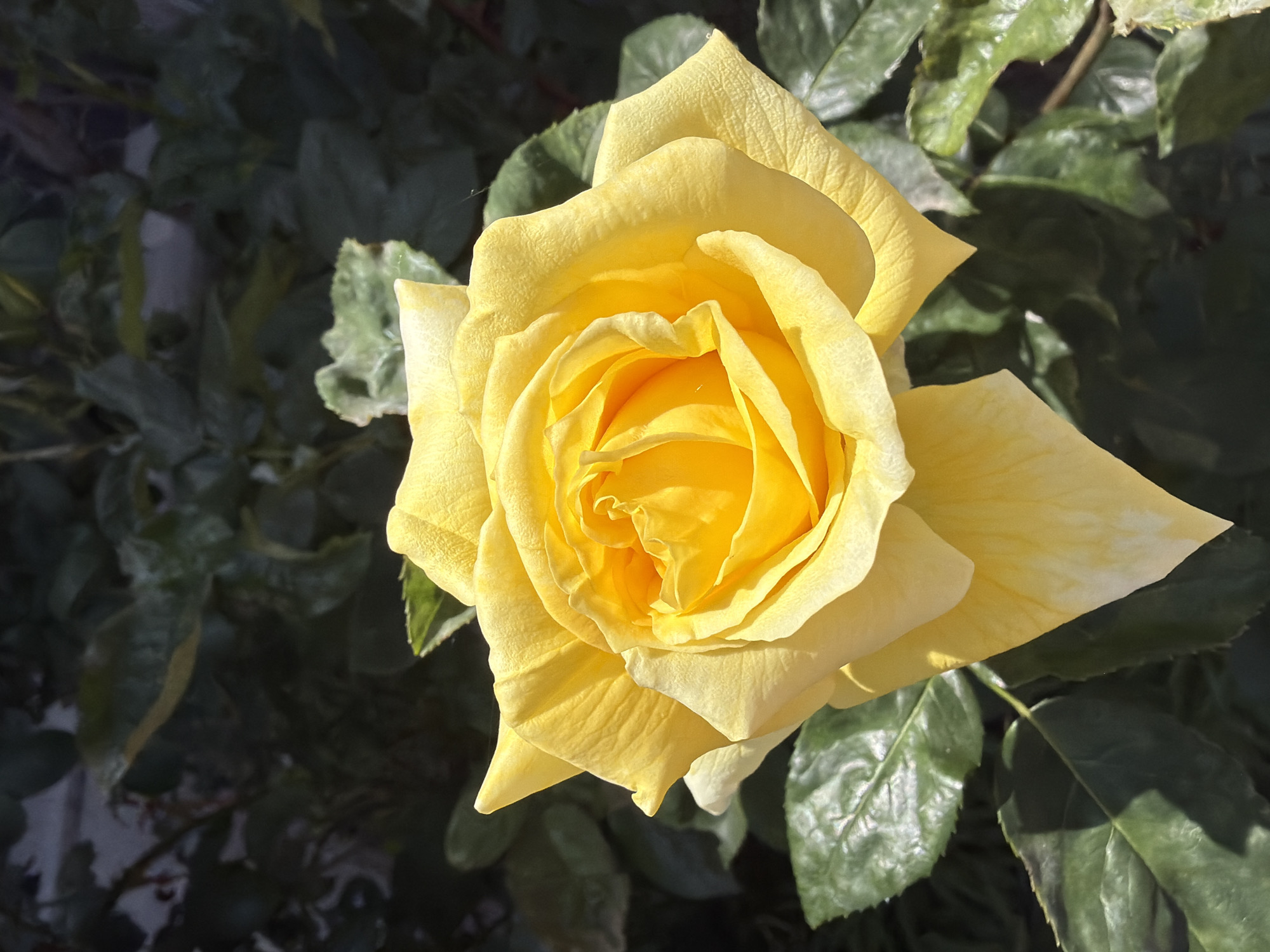 A close-up, high-angle shot depicts a single, fully open yellow rose set against a background of dark green foliage. The petals of the rose are tightly arranged in the center, becoming more loosely layered towards the outer edges. The petals exhibit slight variations in yellow hue, with deeper shades near the center. The surrounding leaves are a mixture of light and shadow, indicative of outdoor lighting conditions. The environment appears to be natural and undisturbed, typical of a garden setting. There is no verifiable information to conclude the photo was taken in the city of Sofia, Bulgaria.