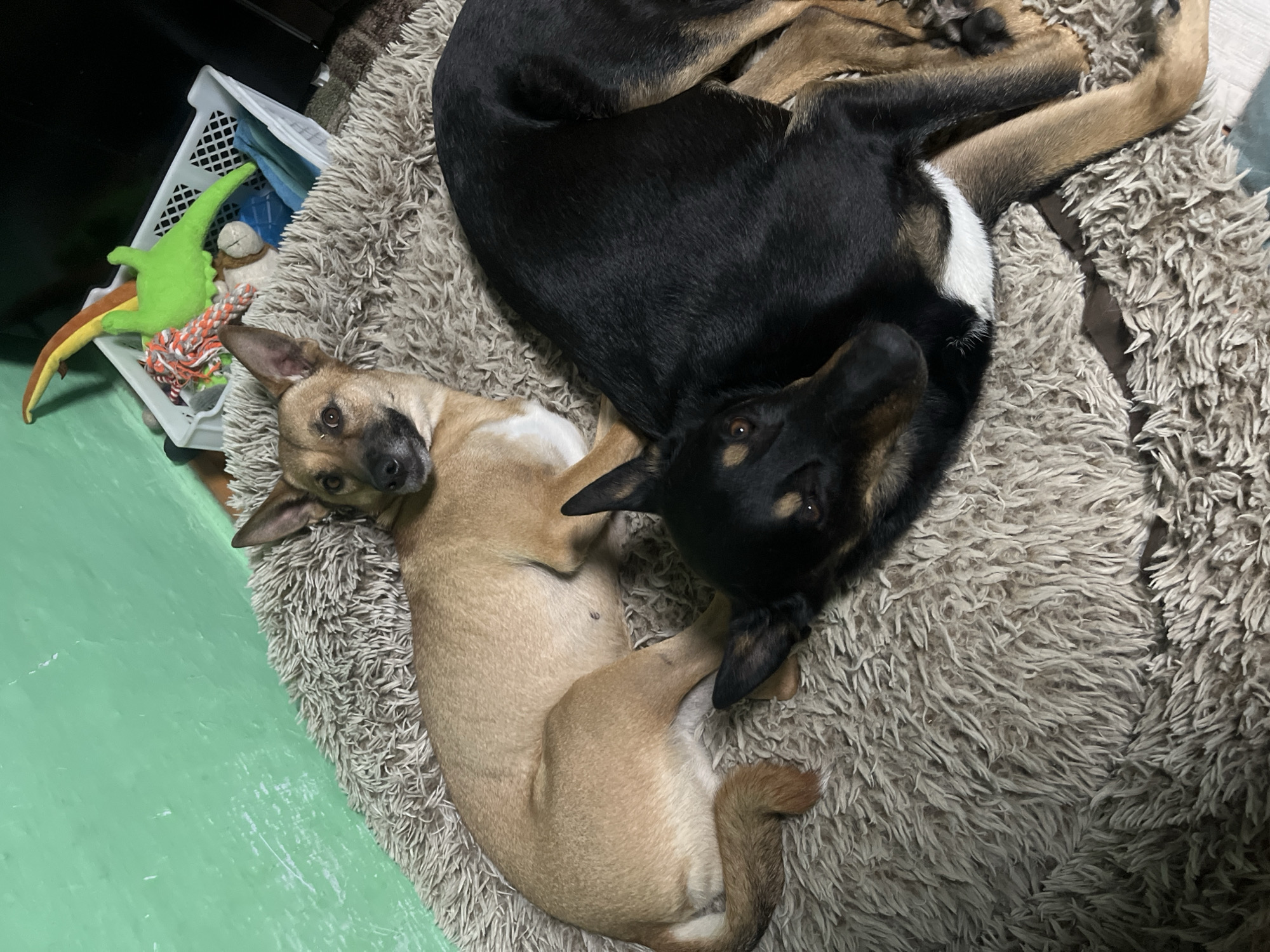 The image shows two dogs resting on a fluffy rug. One dog is a light brown color and is lying on its side with its head raised, looking towards the camera. The other dog is black and tan and is curled up next to the first dog, with its head resting on the other dog's back. In the background, there is a green wall and a white basket filled with dog toys. The scene appears to be indoors, in a domestic setting. There is no information in the image to suggest the location is in Nizhny Tagil, Russia.