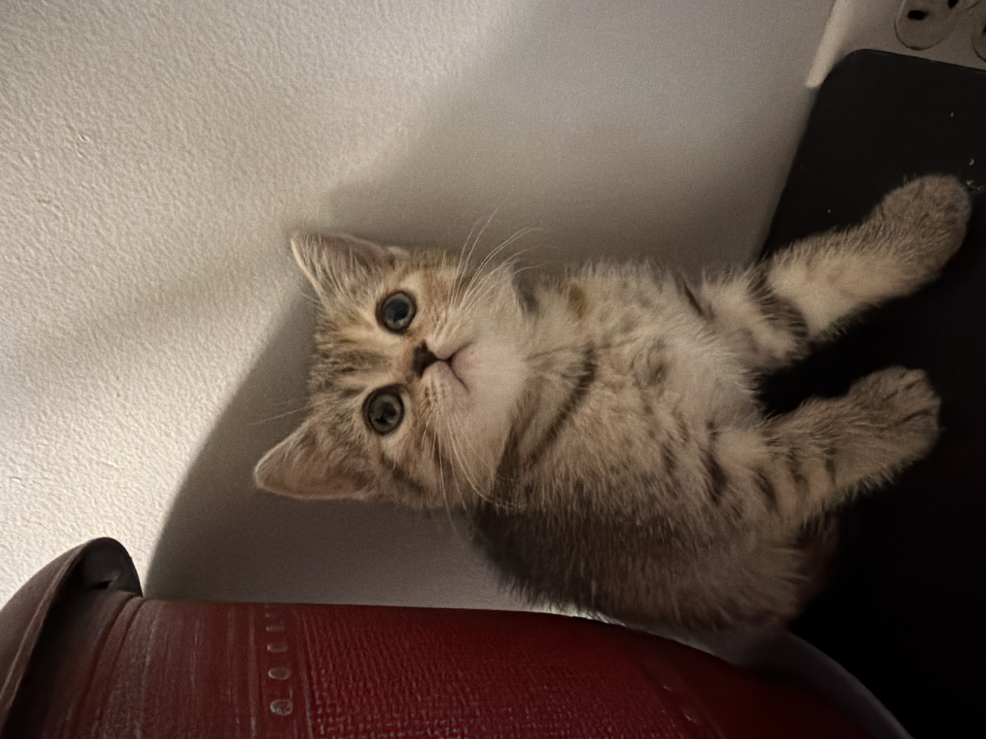 An exceptionally cute kitten, with tabby markings and large, expressive eyes, sits nestled in the corner between a large red planter and a white wall. The kitten is looking upwards with an inquisitive gaze. The wall exhibits a textured surface, and a shadow is cast from the planter onto the wall, indicating a light source from the left. The floor or surface beneath the kitten is dark. The image appears to be taken indoors, possibly in a home environment. The context provided by the original prompt suggests this location is in Fort Erie, Canada.