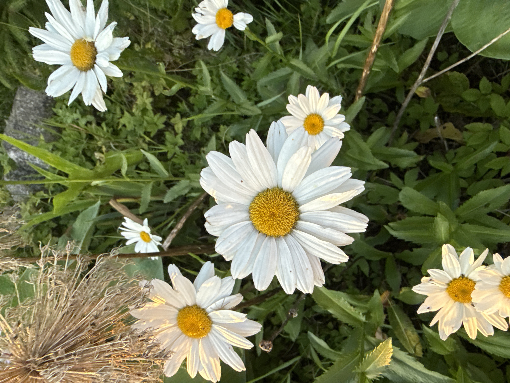 A close-up shot captures a cluster of white daisies with yellow centers, some in full bloom and others in bud, set against a backdrop of lush green foliage and a weathered, grey stone. The lighting suggests either early morning or late afternoon, casting a warm glow on the flowers and highlighting the intricate details of their petals and the dry, brown remnants of a dried seed head in the upper left quadrant. The scene is characteristic of a garden or natural outdoor setting, possibly in Galinė, Lithuania, given the mention of the city in the prompt, though there are no specific visual cues to confirm this location definitively. The overall impression is one of natural beauty and tranquility, with the delicate flowers drawing the viewer's eye amidst the verdant surroundings.