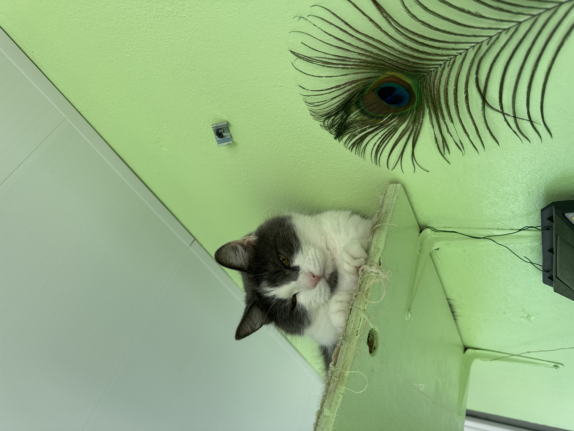 A gray and white cat is lying on a shelf. The background includes a green wall with a peacock feather decoration. A white wall is on the left, and a window is in the bottom right. There is a metal bracket on the green wall. The location is Chaikovsky, Russia.